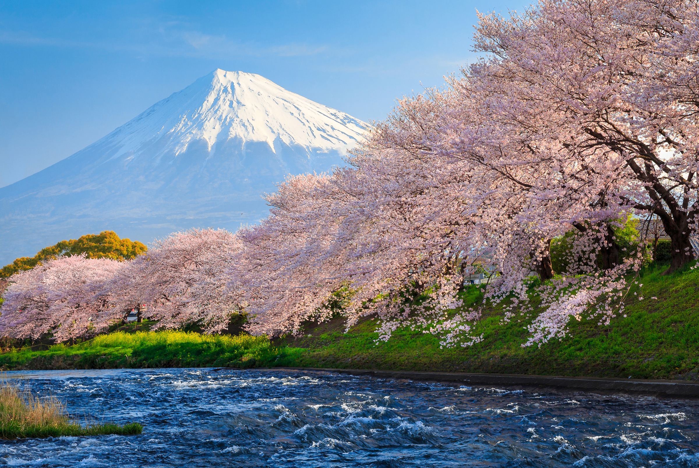 Papermoon Fototapete "Fuji and Sakura" glatt