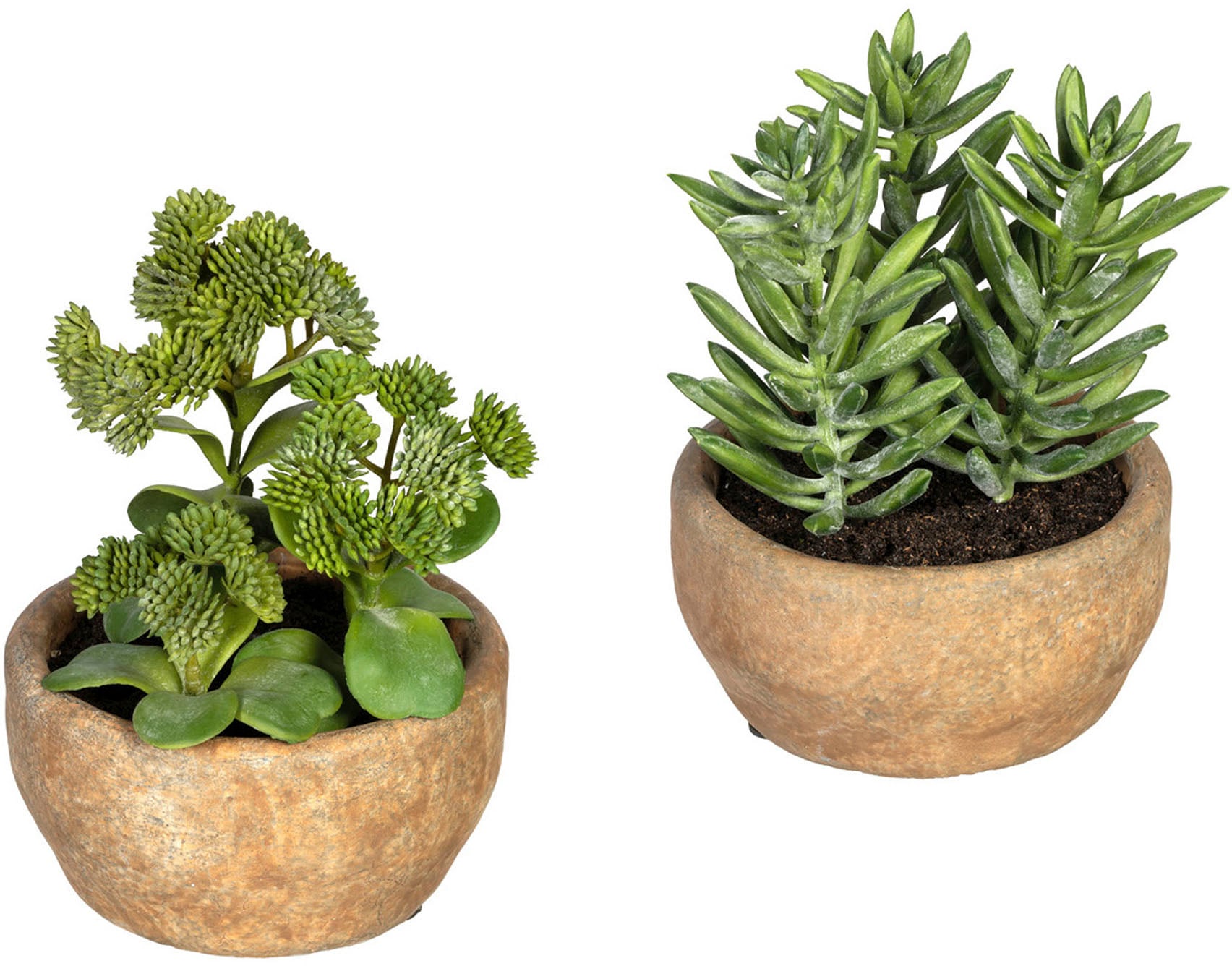 Creativ green Künstliche Zimmerpflanze »Sukkulenten Sedum und Aloe«, im Zementtopf, 2er Set