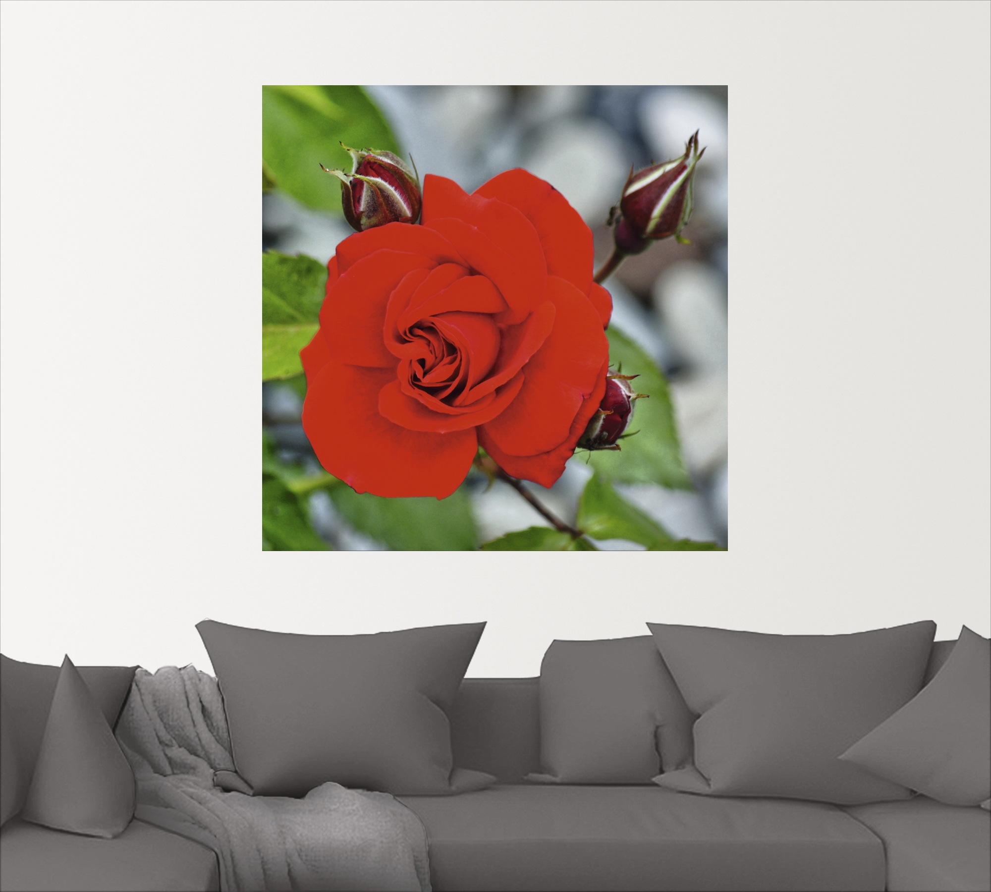 Artland Wandbild »Rote Rosenblüte mit Knospen«, Blumen, (1 St.), als Leinwandbild, Wandaufkleber in verschied. Größen