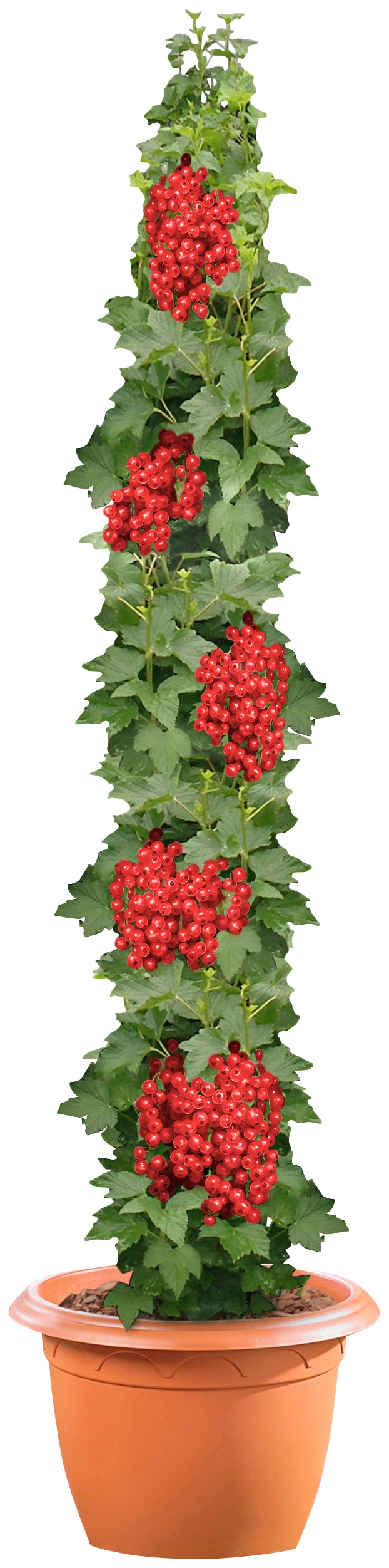 BCM Obstpflanze »Johannisbeere 'Jonkheer van Tets' rot«, (1 St.), Höhe: 40 cm, 1 Pflanzen kaufen