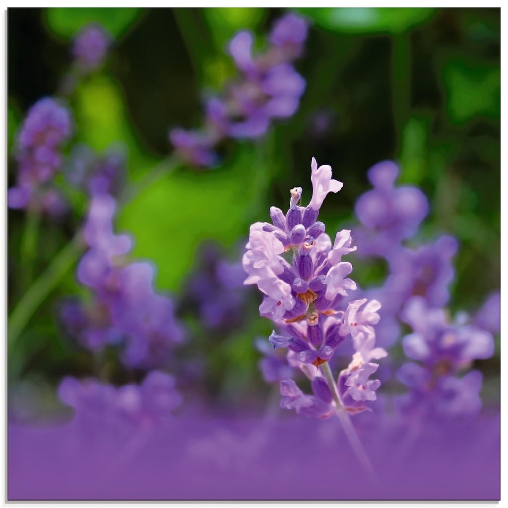 Artland Glasbild »Lavendel«, Blumen, (1 St.)