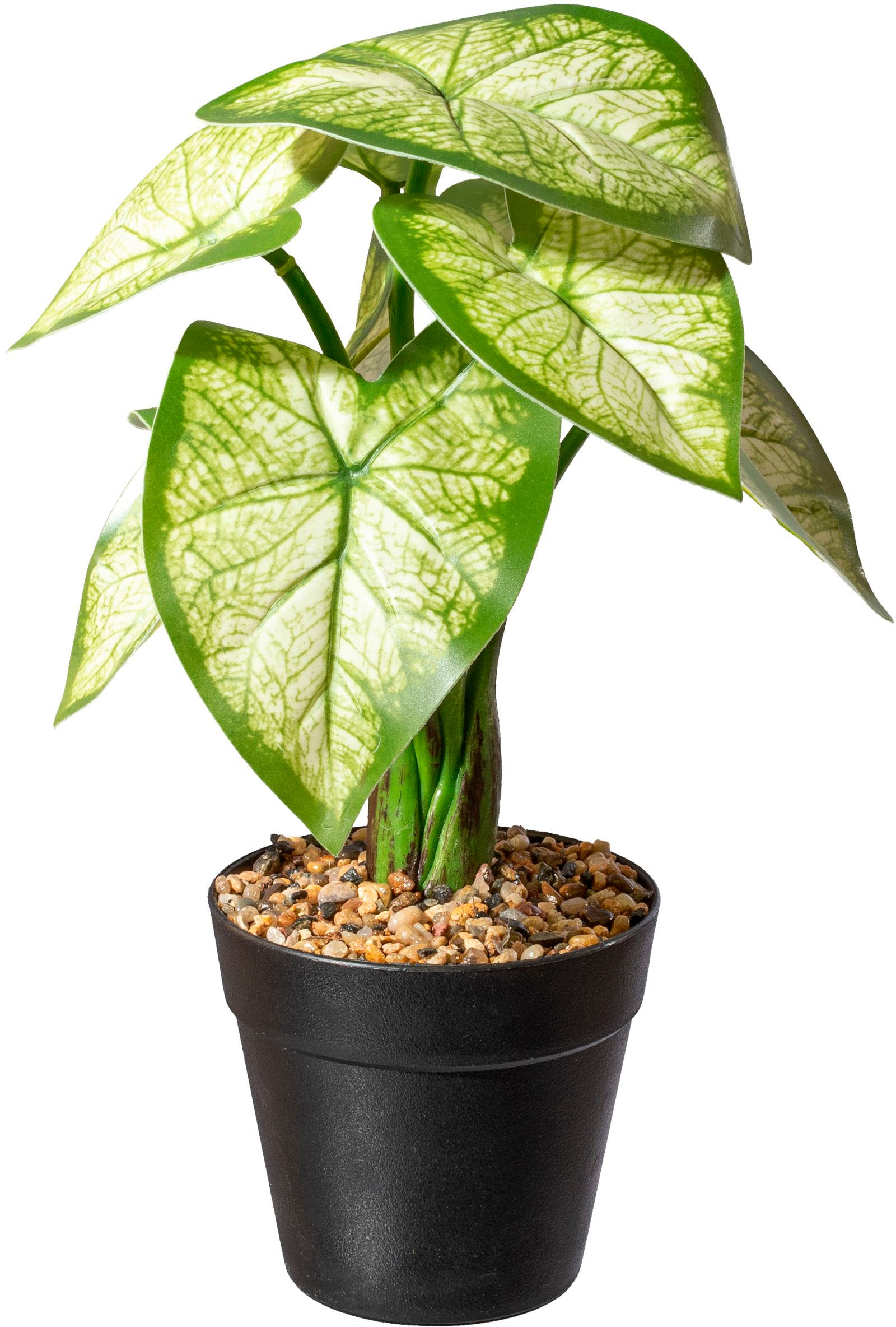 Creativ green Künstliche Zimmerpflanze »Caladium Pflanze«