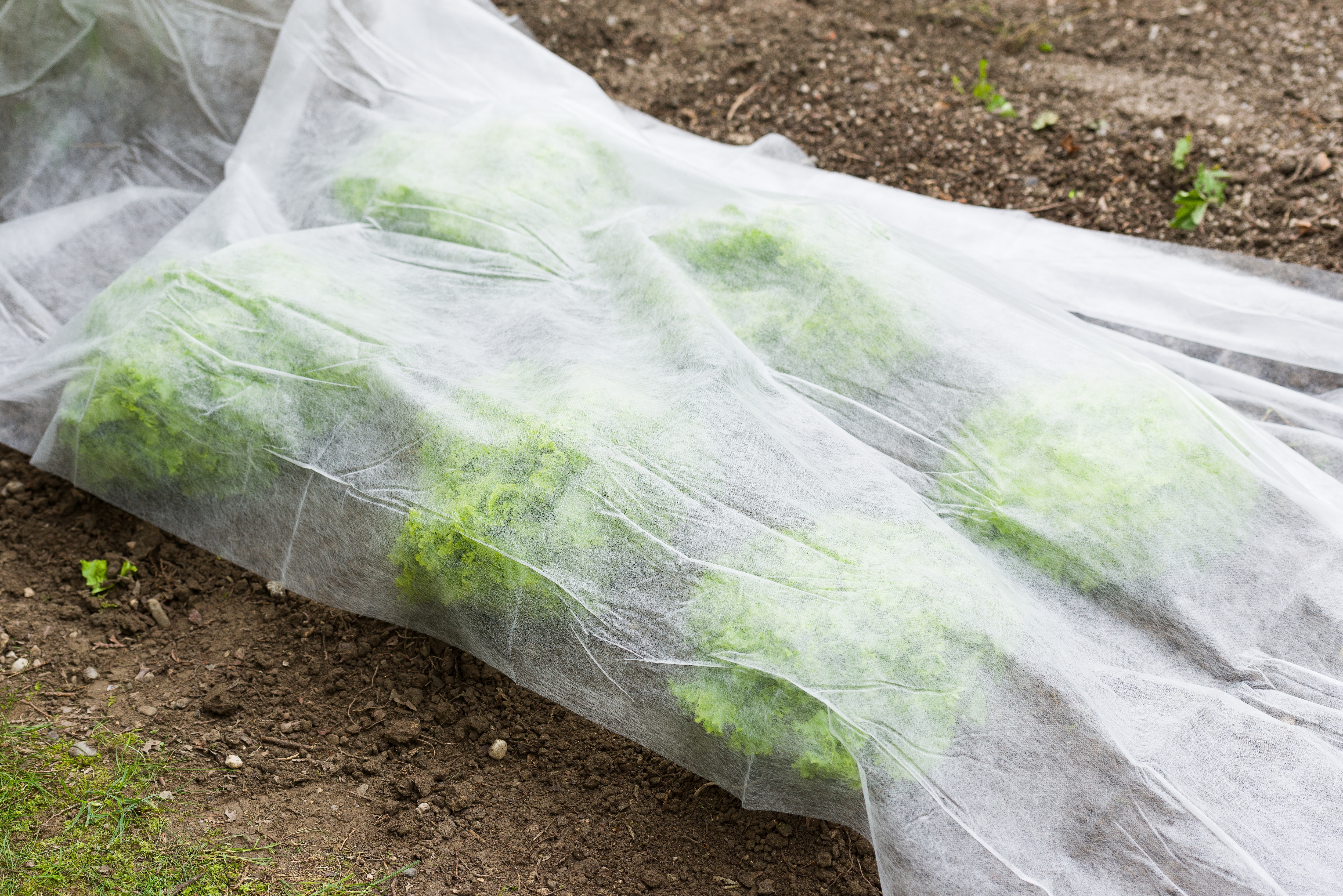 Windhager Gartenvlies "Standard für gesundes Wachstum, Gartenfolie" 1 Stk. tlg. Abdeckvlies erhältlich in 5 x 1,5 m oder 10 x 1,5 m, 17 g/m², weiß