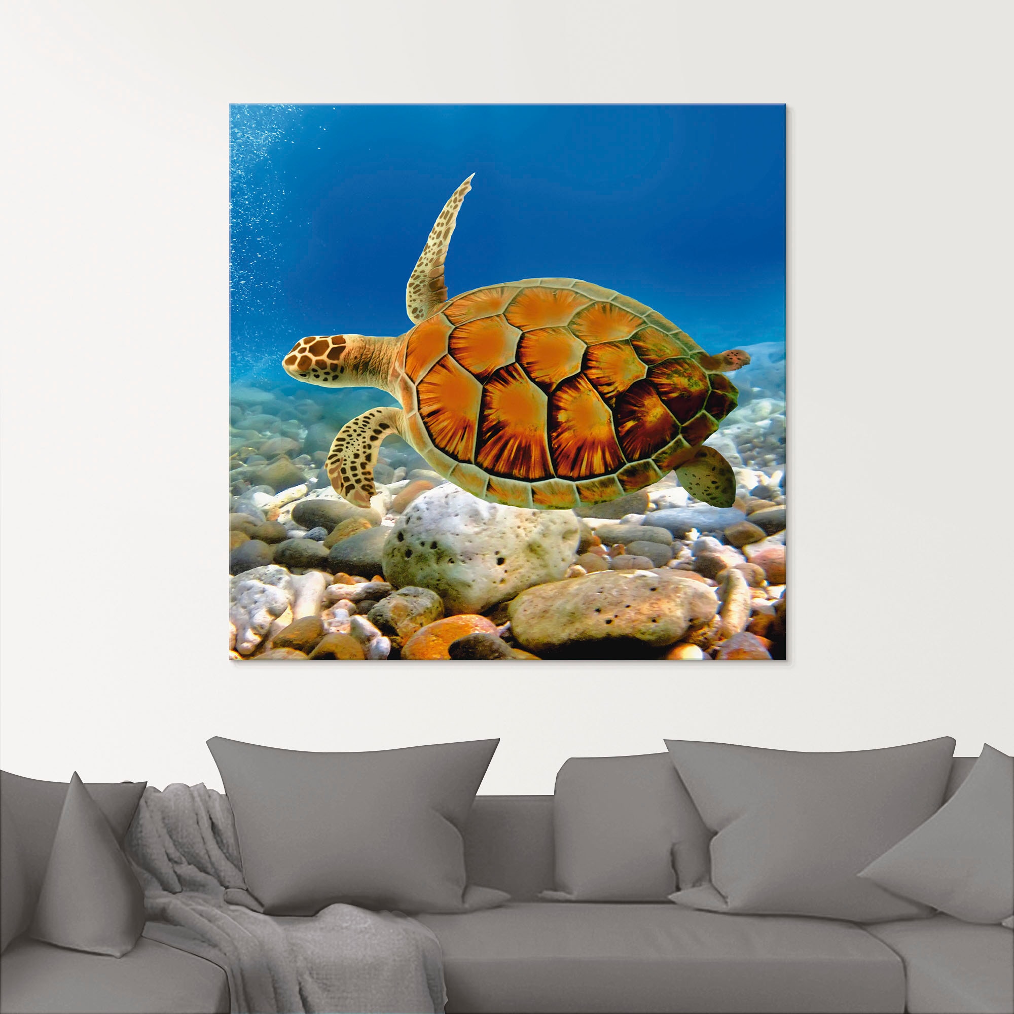 Artland Glasbild »Schildkröte«, Wassertiere, (1 St.), in verschiedenen Größen