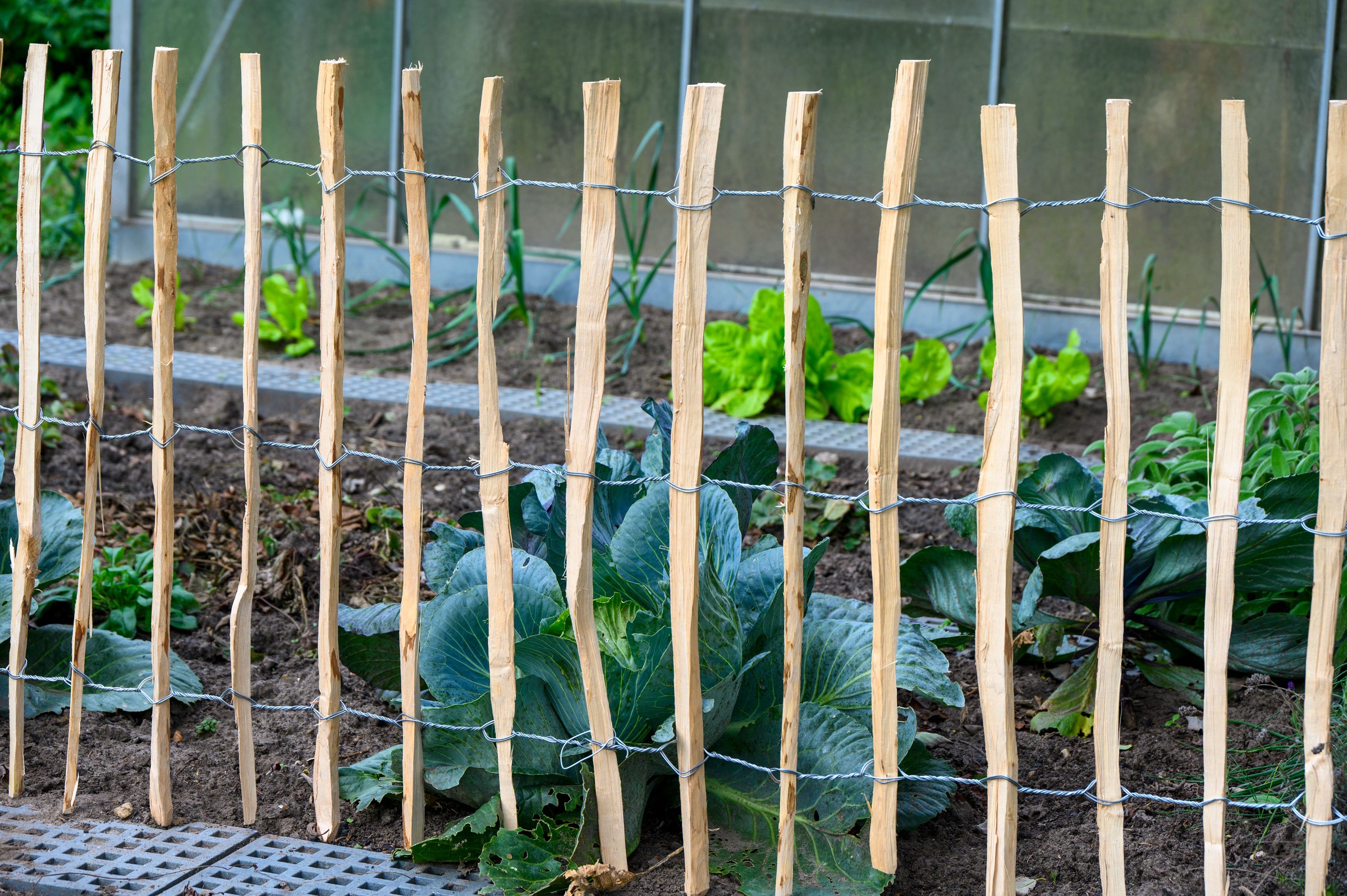 dobar Staketenzaun "aus robustem, geschältem Haselnussholz, HxL: 90x500cm" günstig online kaufen
