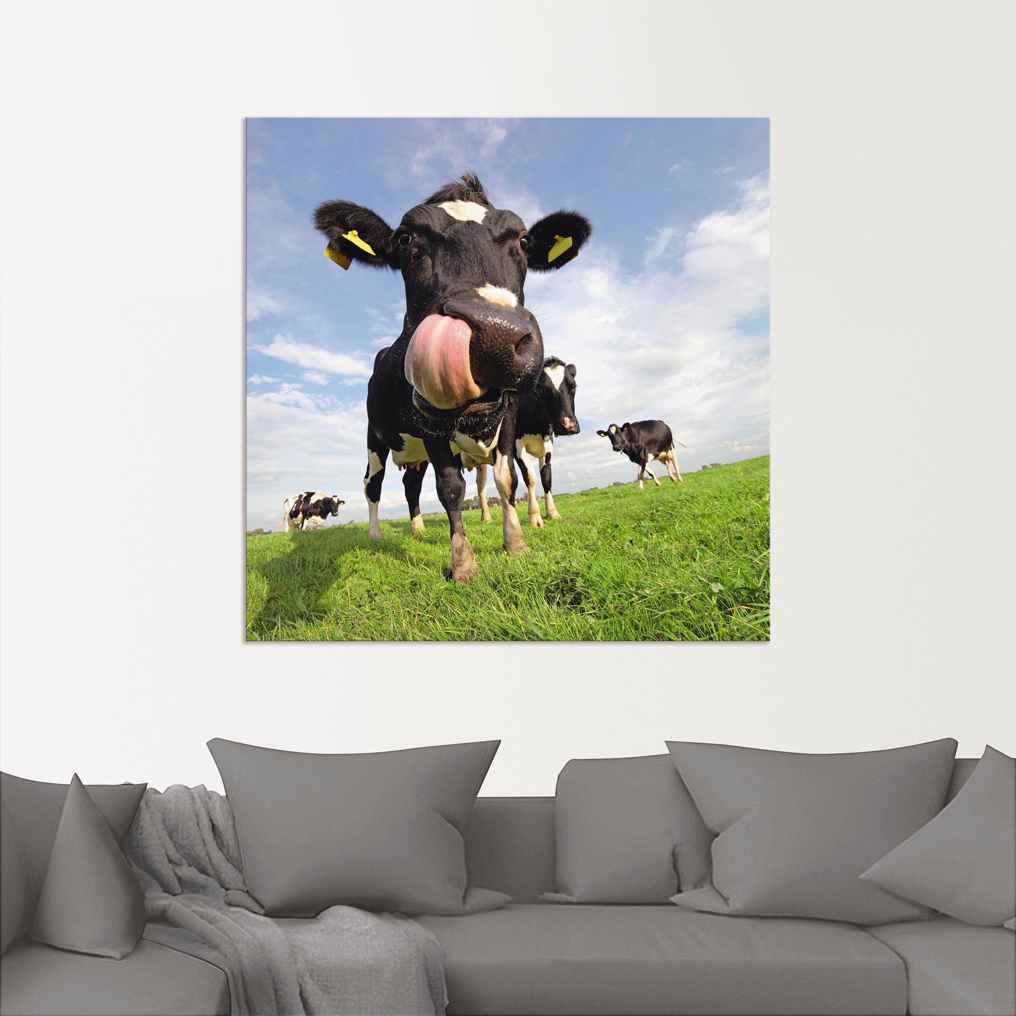 Artland Wandbild »Holstein-Kuh mit gewaltiger Zunge«, Haustiere, (1 St.), als Alubild, Outdoorbild, Leinwandbild, Poster, Wandaufkleber