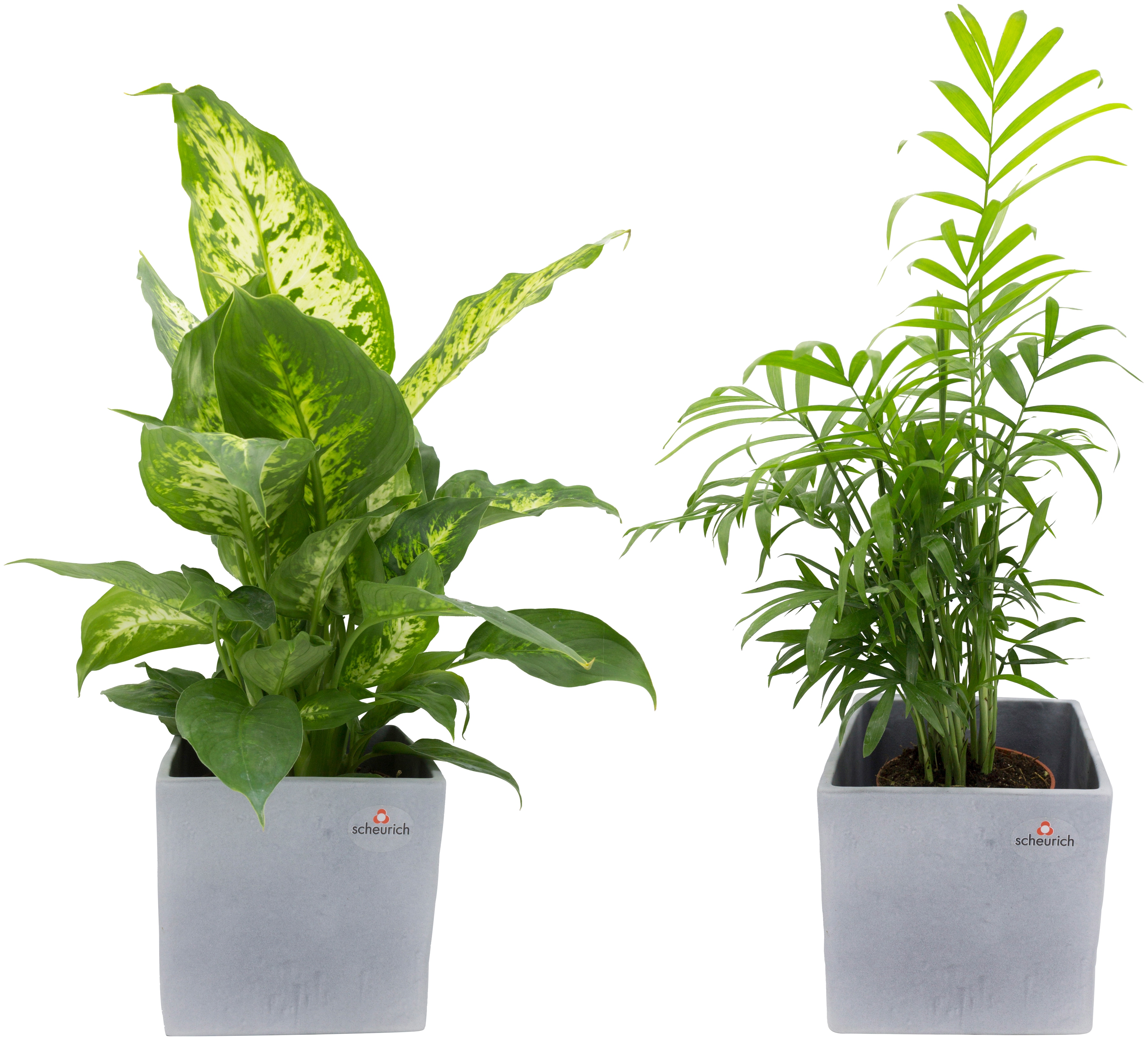 Dominik Zimmerpflanze Grünpflanzen-Set, (2 St.), Höhe: 30 cm, 2 Pflanzen in Dekotöpfen grau Garten Balkon
