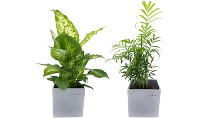 Dominik Zimmerpflanze »Grünpflanzen-Set«, (2 St.), Höhe: 30 cm, 2 Pflanzen in Dekotöpfen kaufen