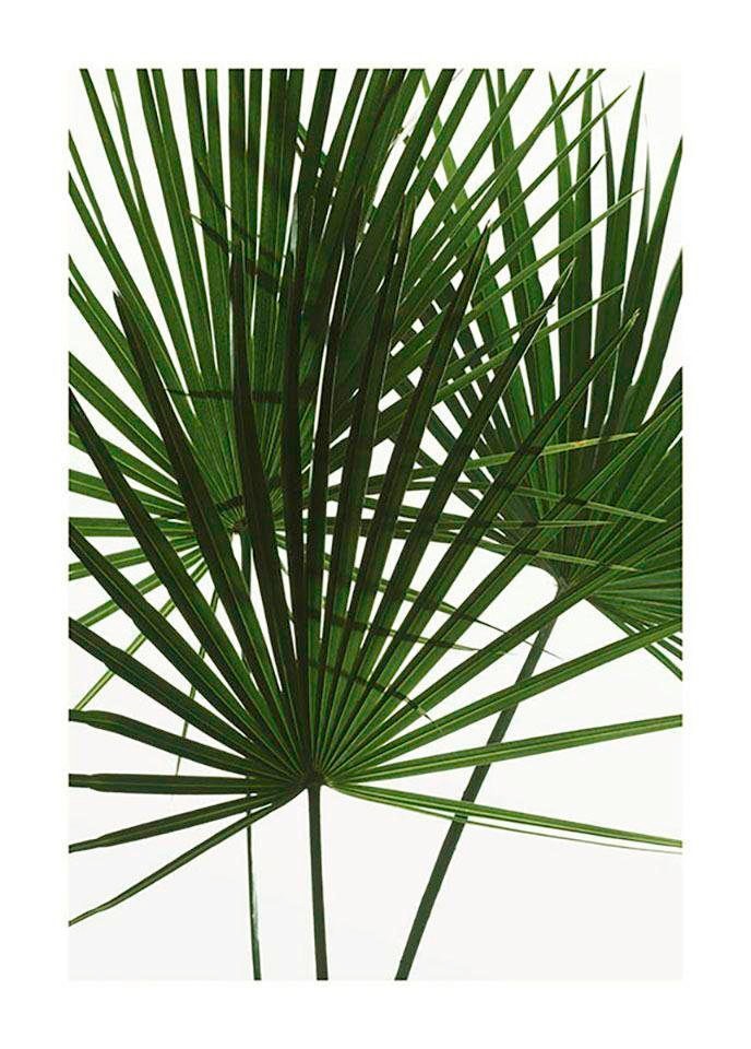 Bild KOMAR "Palmtree Leaves", grün (farbe bild(er): grün), B:30cm H:40cm, Holz, Papier, Bilder, Bild, Wandbild zur Dekoration - ohne Rahmen