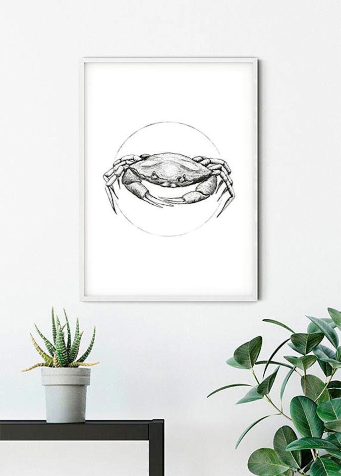 Komar Poster »Crab White«, Tiere, (1 St.), Kinderzimmer, Schlafzimmer, Wohnzimmer