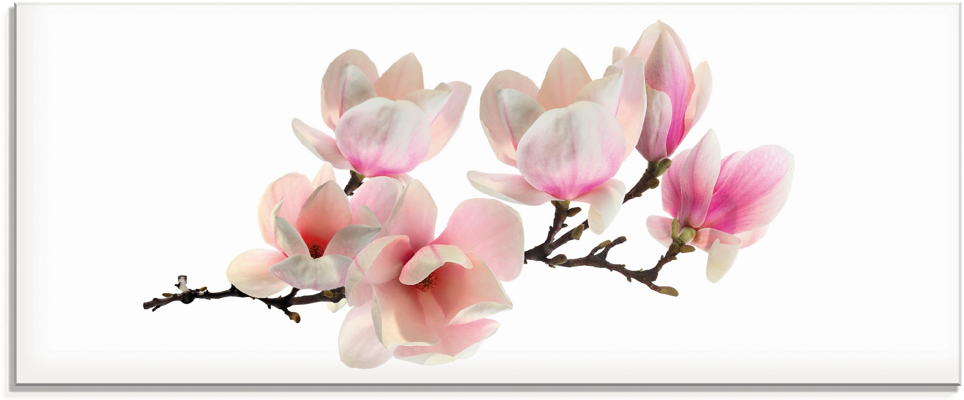 Artland Glasbild "Magnolie" Blumen 1 Stk. tlg. in verschiedenen Größen günstig online kaufen