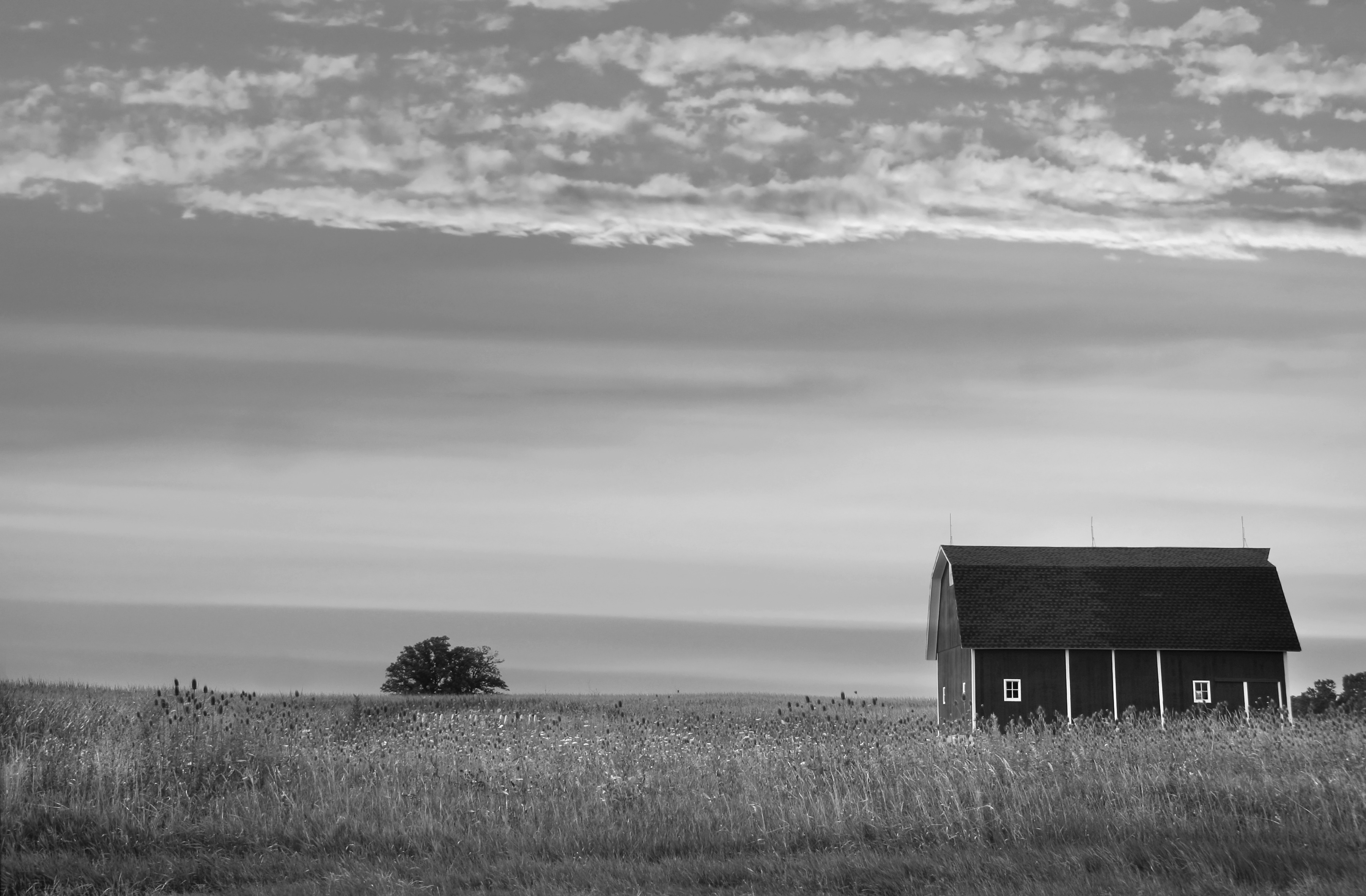 Papermoon "Farm Schwarz & Weiß"