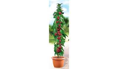 BCM Obstpflanze »Säulenobst Süßkirsche 'Helene'«, (1 St.), Höhe: 80 cm, 1 Pflanze kaufen