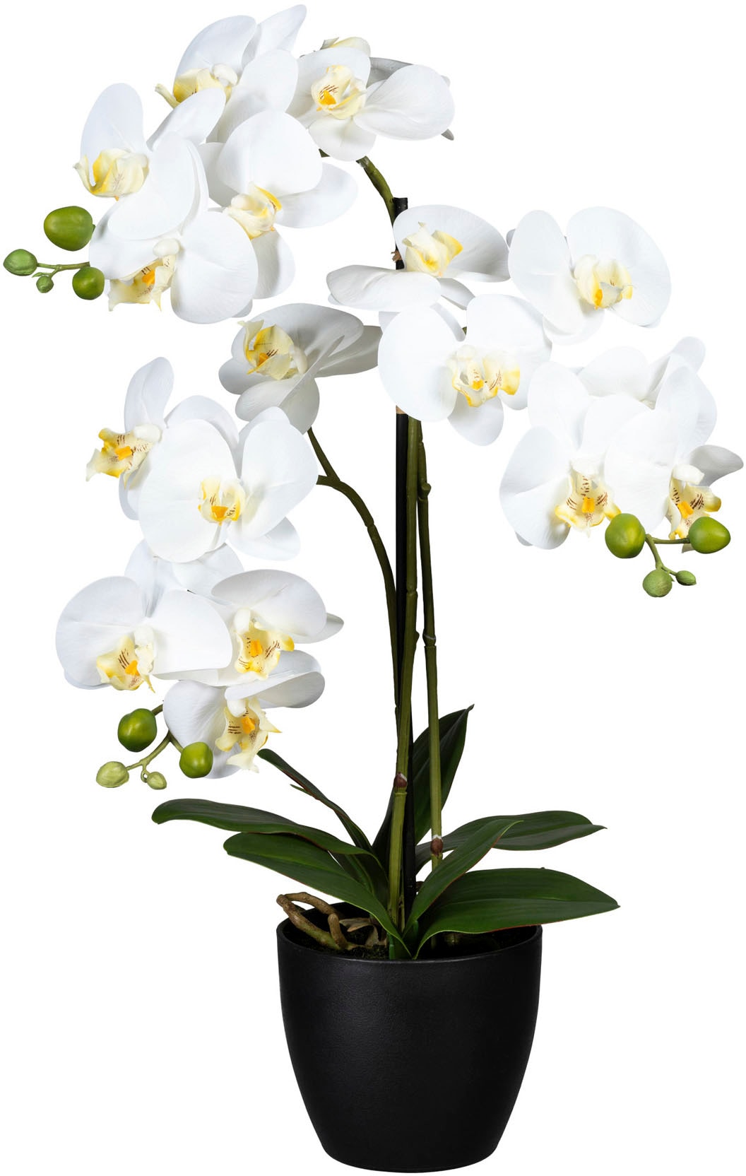 Creativ green Kunstorchidee »Phalaenopsis«, (1 St.) kaufen
