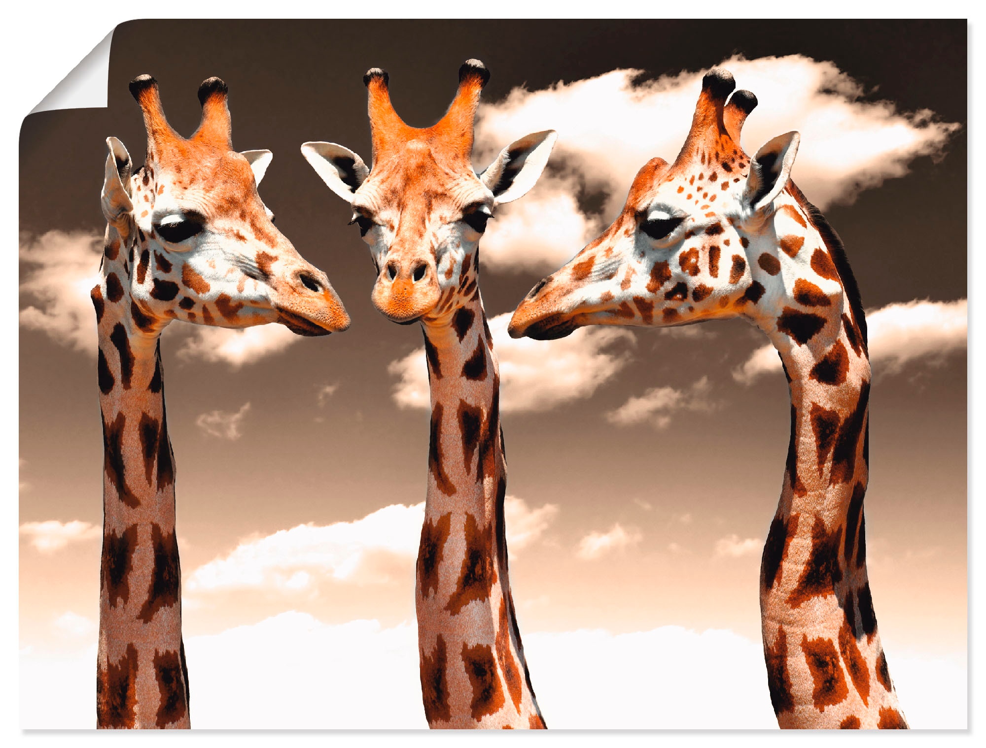 BAUR Artland Größen »Giraffe_sepia«, Leinwandbild, Wildtiere, oder (1 in | kaufen St.), als versch. Poster Wandaufkleber Alubild, Wandbild