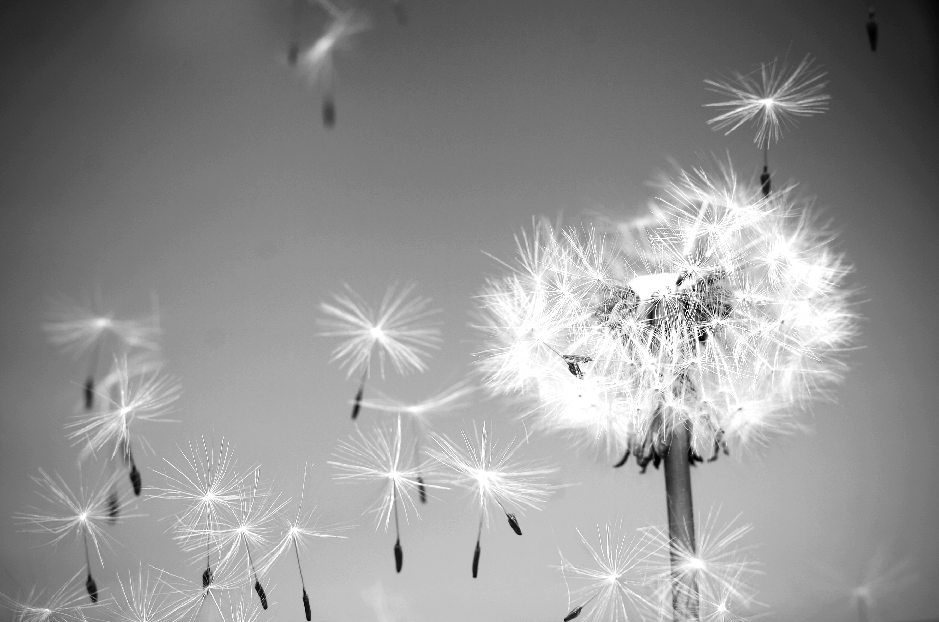 Papermoon Fototapete "Pusteblume Schwarz & Weiß"