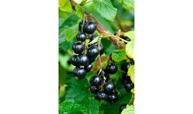 BCM Obstpflanze »Säulenobst Johannisbeere 'Öjebyn' schwarz«, (1 St.), Höhe: 50 cm, 1... kaufen