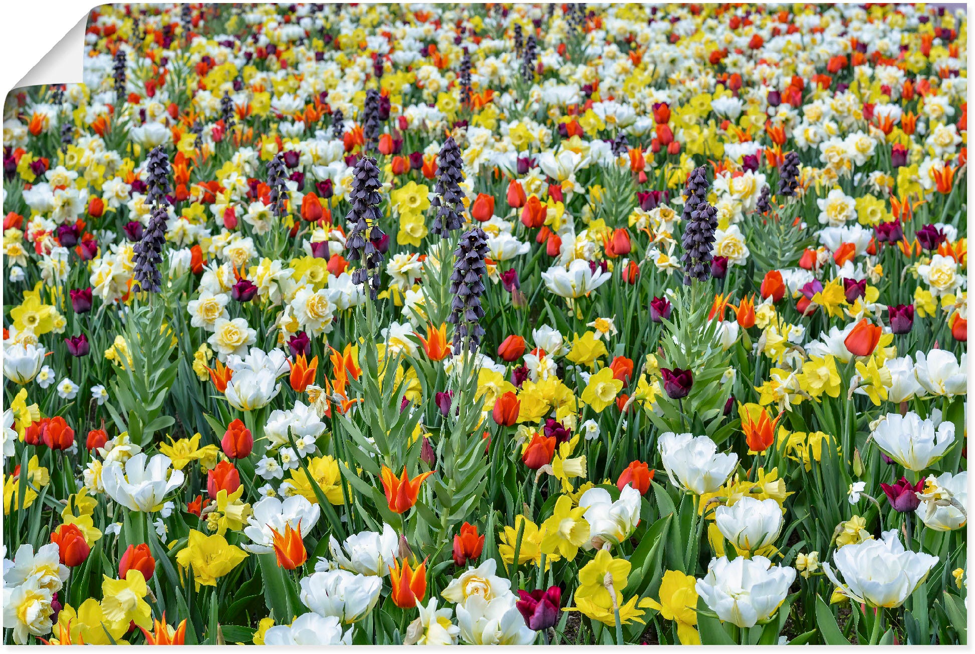 Artland Poster "Feld von verschiedenen Frühlingsblumen", Blumenwiese, (1 St.), als Alubild, Leinwandbild, Wandaufkleber 