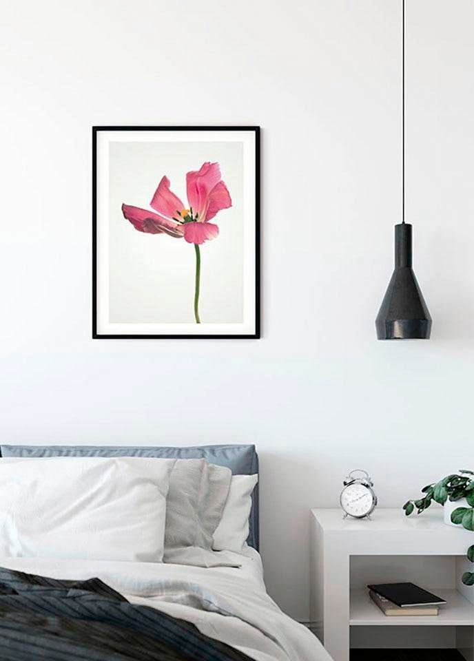 Komar | Blumen, (1 Schlafzimmer, »Tulip«, Wohnzimmer Kinderzimmer, St.), BAUR Poster