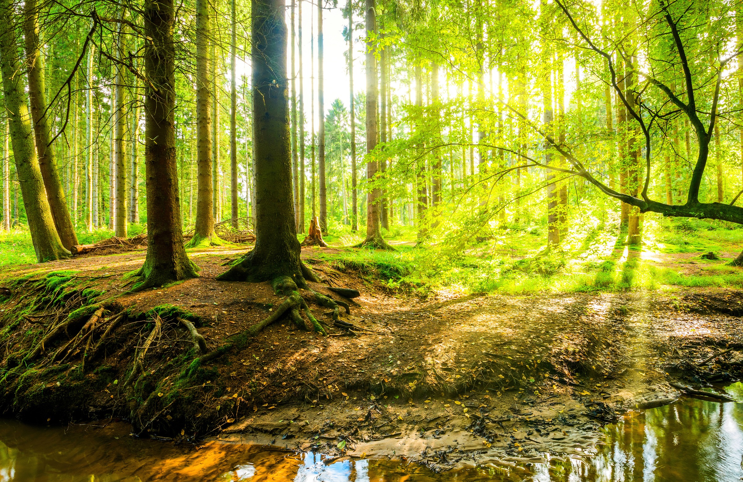 Papermoon Fototapete »WALD IM FRÜHLING SONNENLICHT«