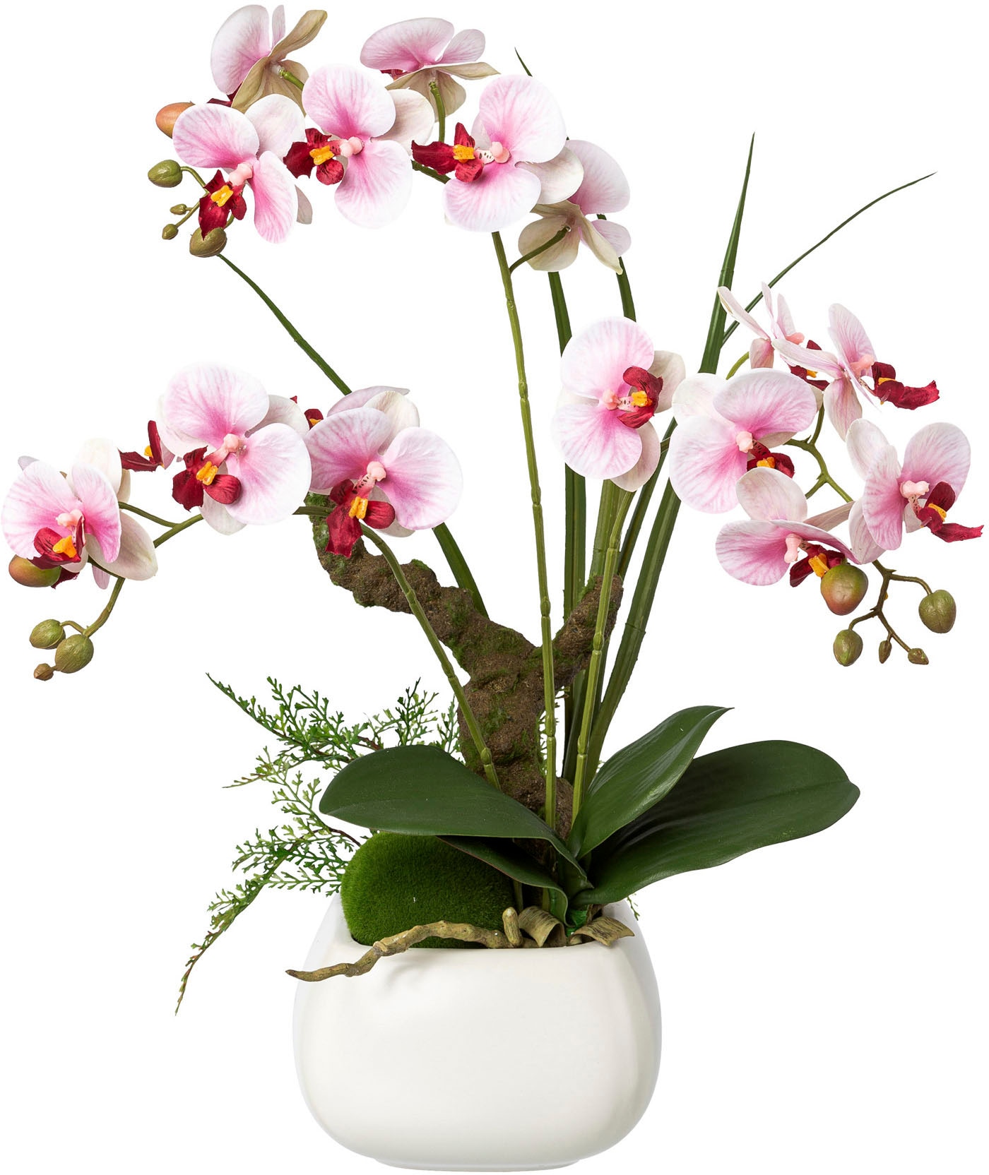 Kunstorchidee green | im Creativ Keramiktopf« »Deko-Orchidee bestellen BAUR Phalaenopsis