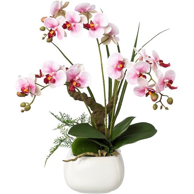 Creativ green Kunstorchidee »Deko-Orchidee Phalaenopsis im Keramiktopf«  bestellen | BAUR