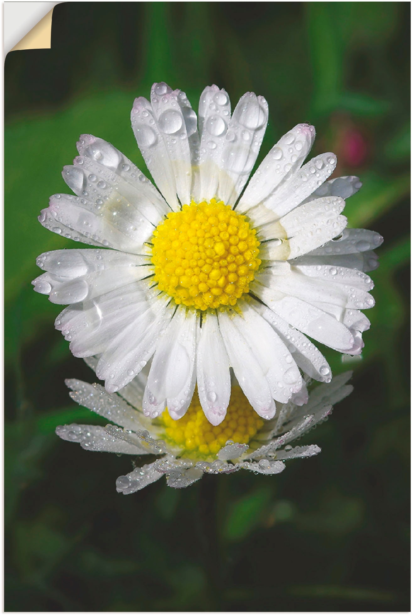 Artland Wandfolie "Gänseblümchen mit Tropfen", Blumen, (1 St.), selbstklebend