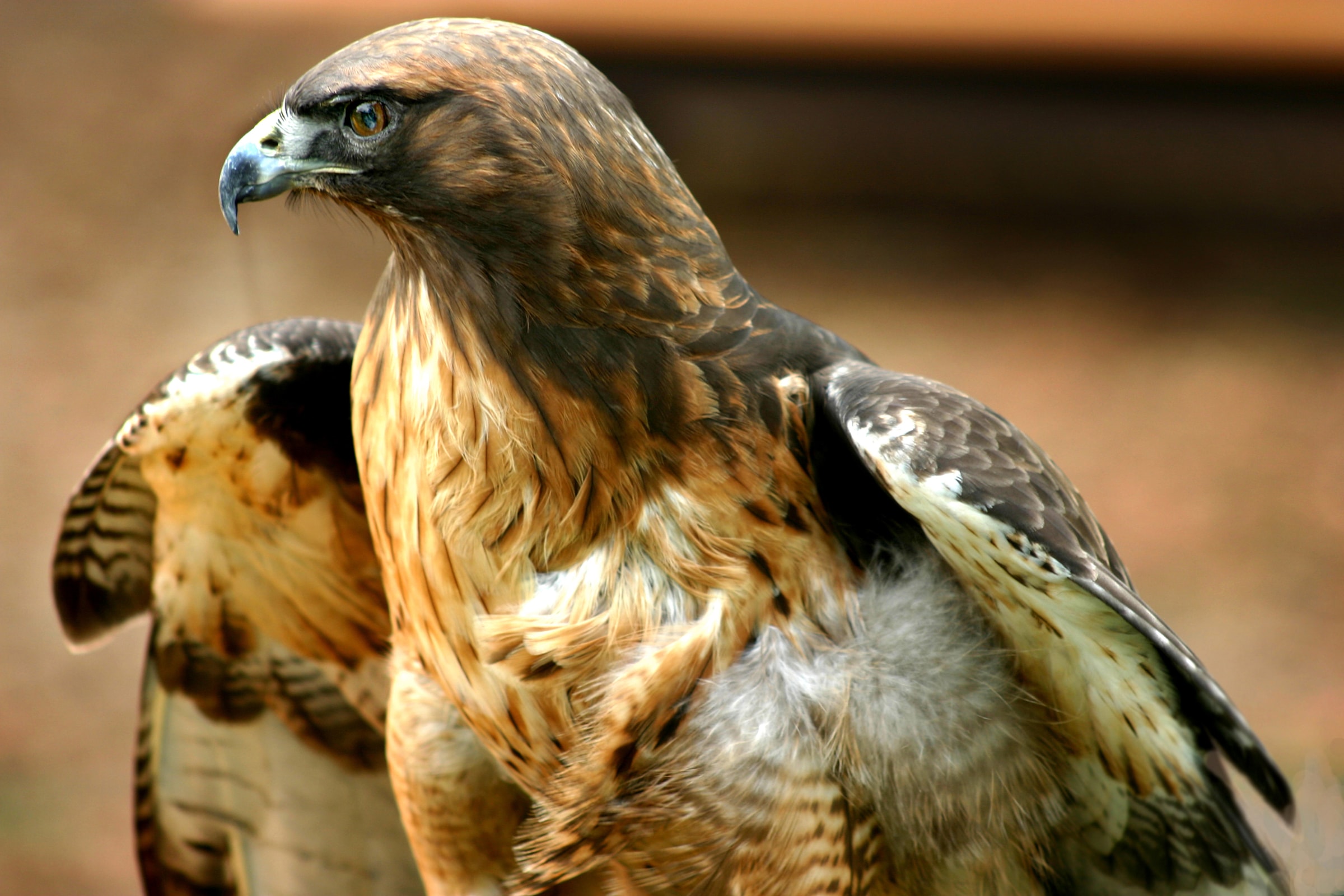 Papermoon Fototapete "Red Tail Hawk" glatt