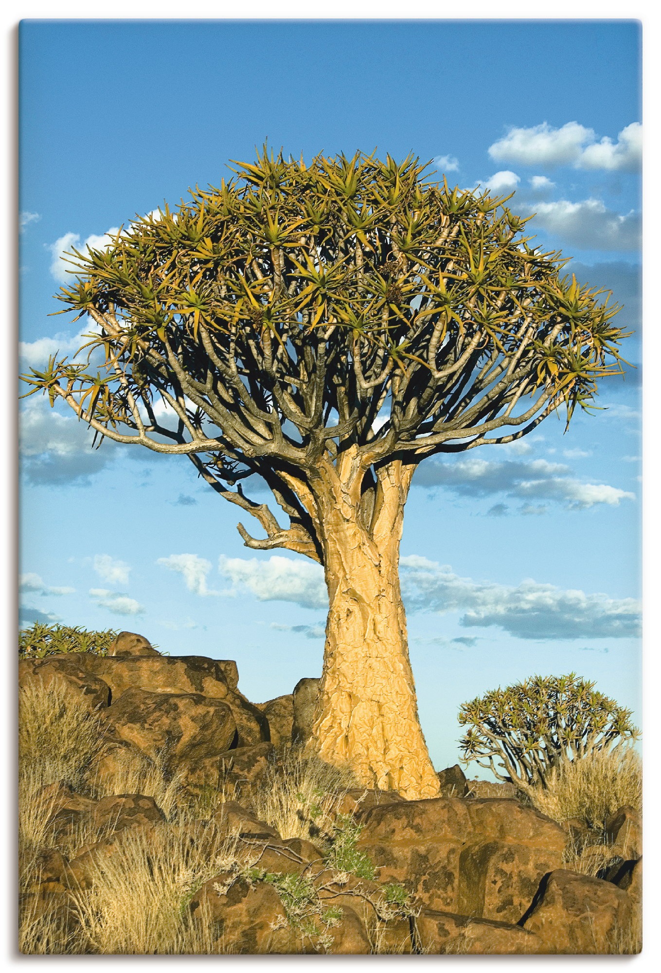 Bäume, Artland BAUR oder als kaufen Leinwandbild, Alubild, St.), Poster Größen | in versch. »Köcherbaum«, (1 Wandaufkleber Wandbild
