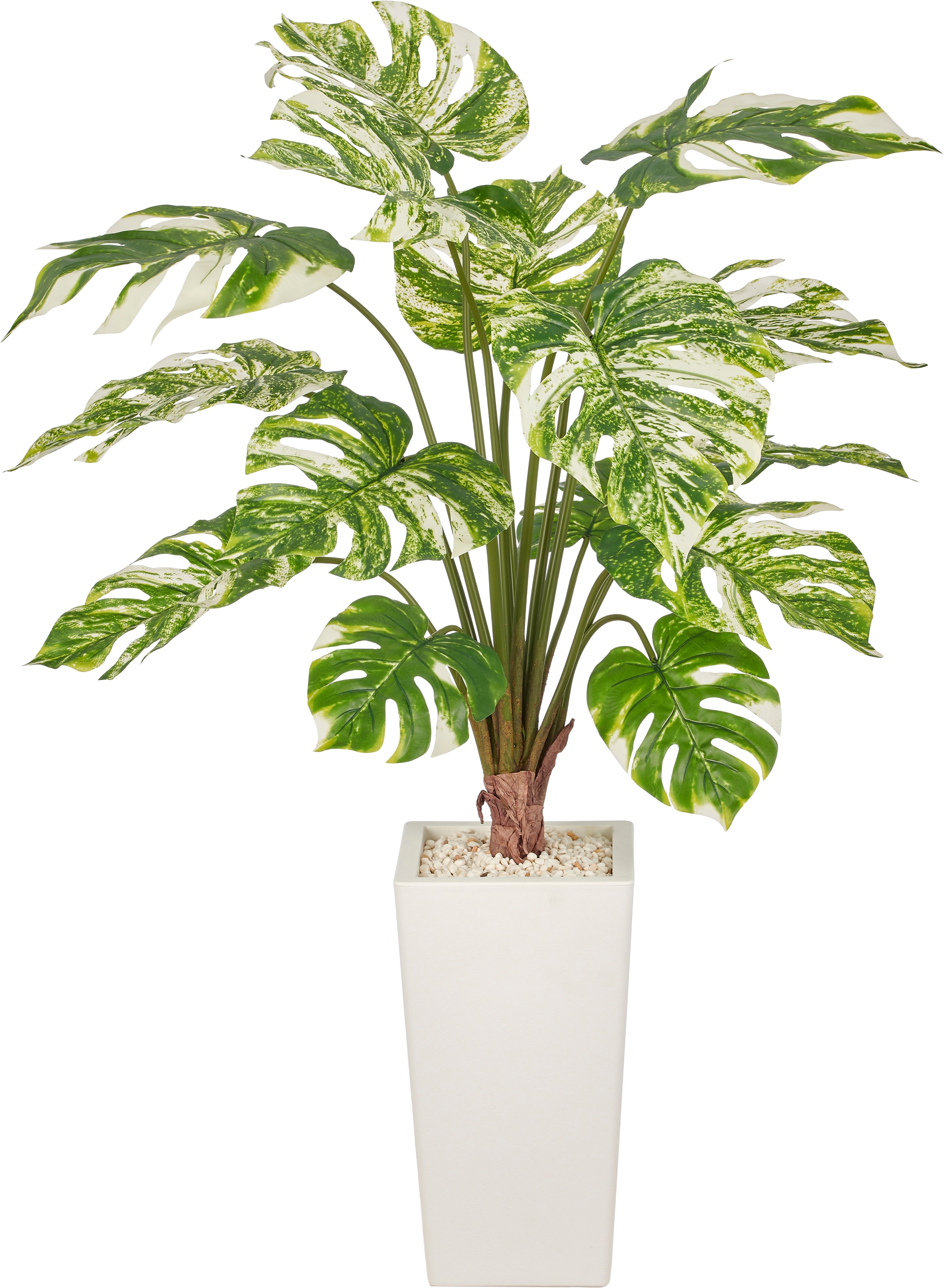 Creativ green "Monstera variegata" mit wunderschöner Blattgestaltung