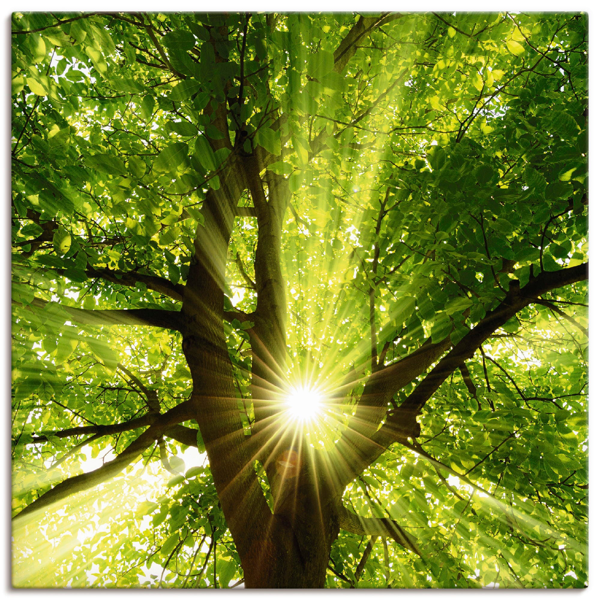 Artland Wandbild »Sonne strahlt in | versch. explosiv Leinwandbild, als Poster Baum«, Alubild, (1 BAUR Wandaufkleber Größen kaufen den oder St.), durch Bäume