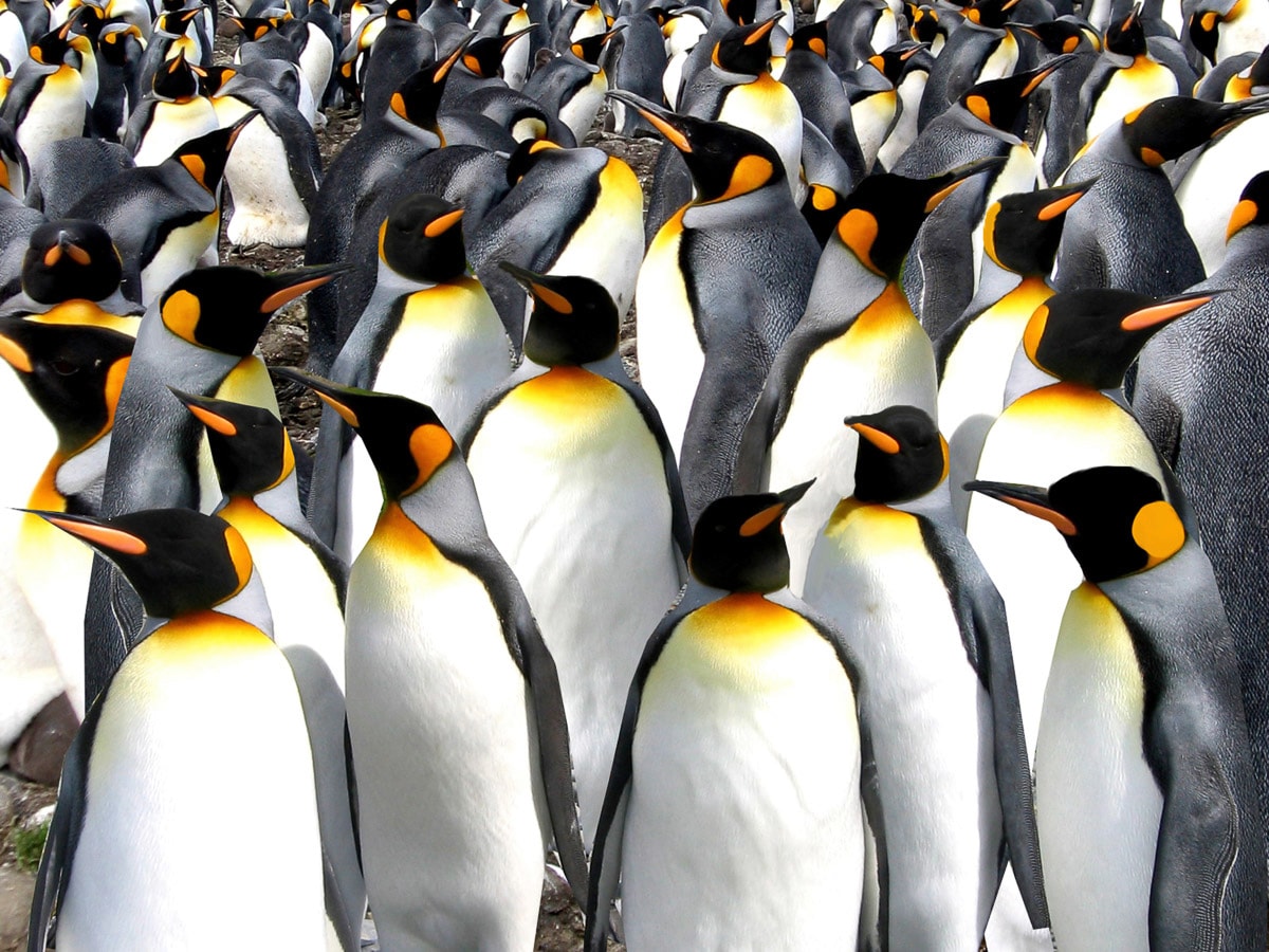 Papermoon "Pinguine"