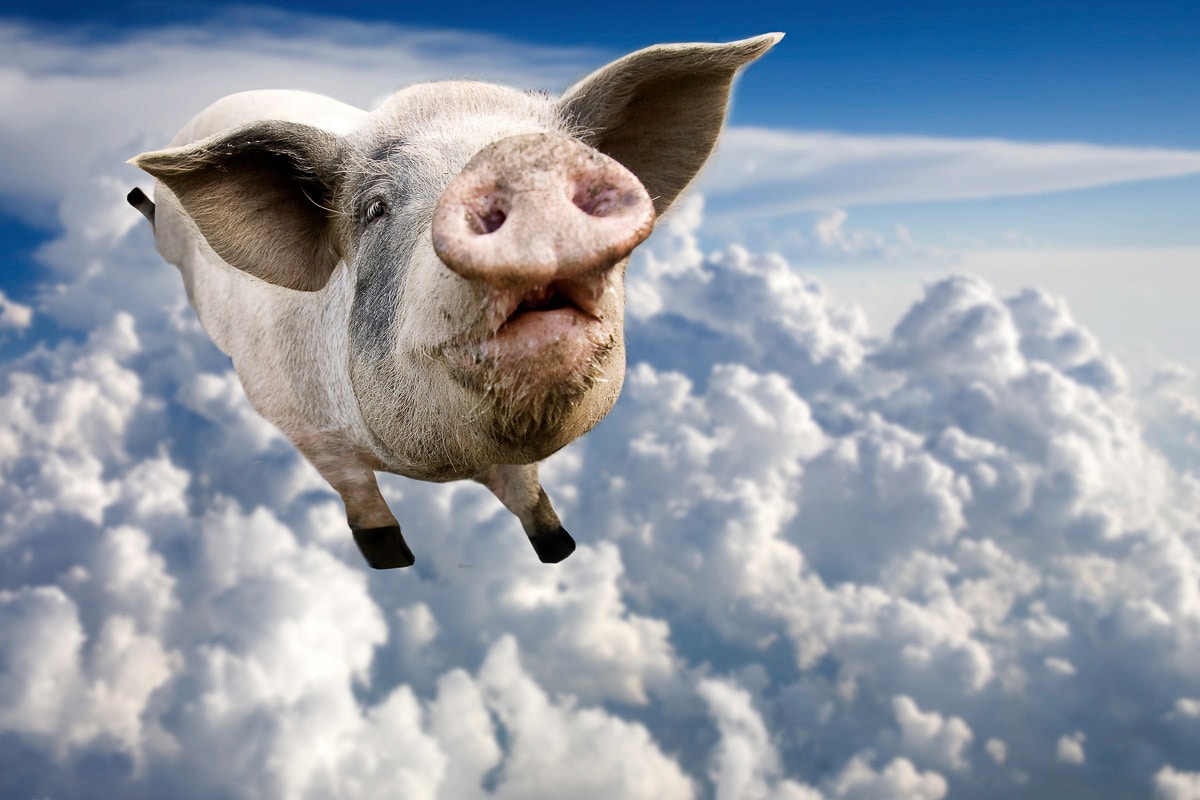 Papermoon "Fliegendes Schwein"
