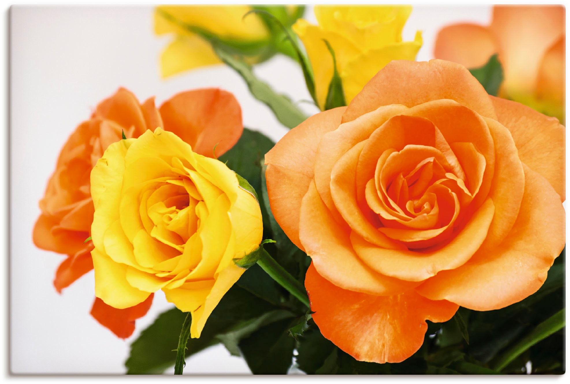 Artland Leinwandbild "Rosenstrauß" Blumen 1 Stk. tlg. auf Holzrahmen gespannt