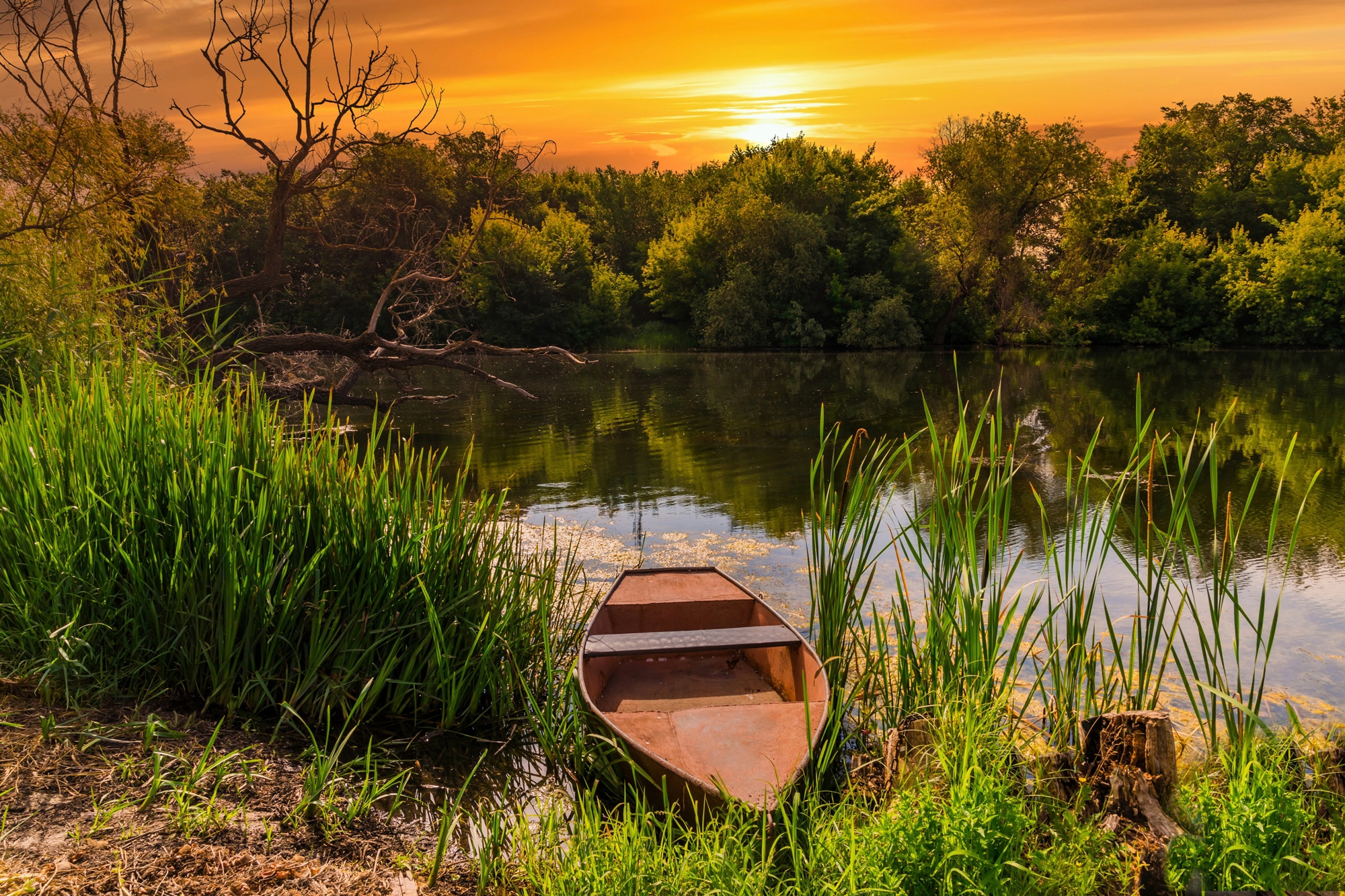 Papermoon Fototapete "STRAND-SEE BOOT WALD SONNENUNTERGANG BÄUME FLUSS IDYLLE"