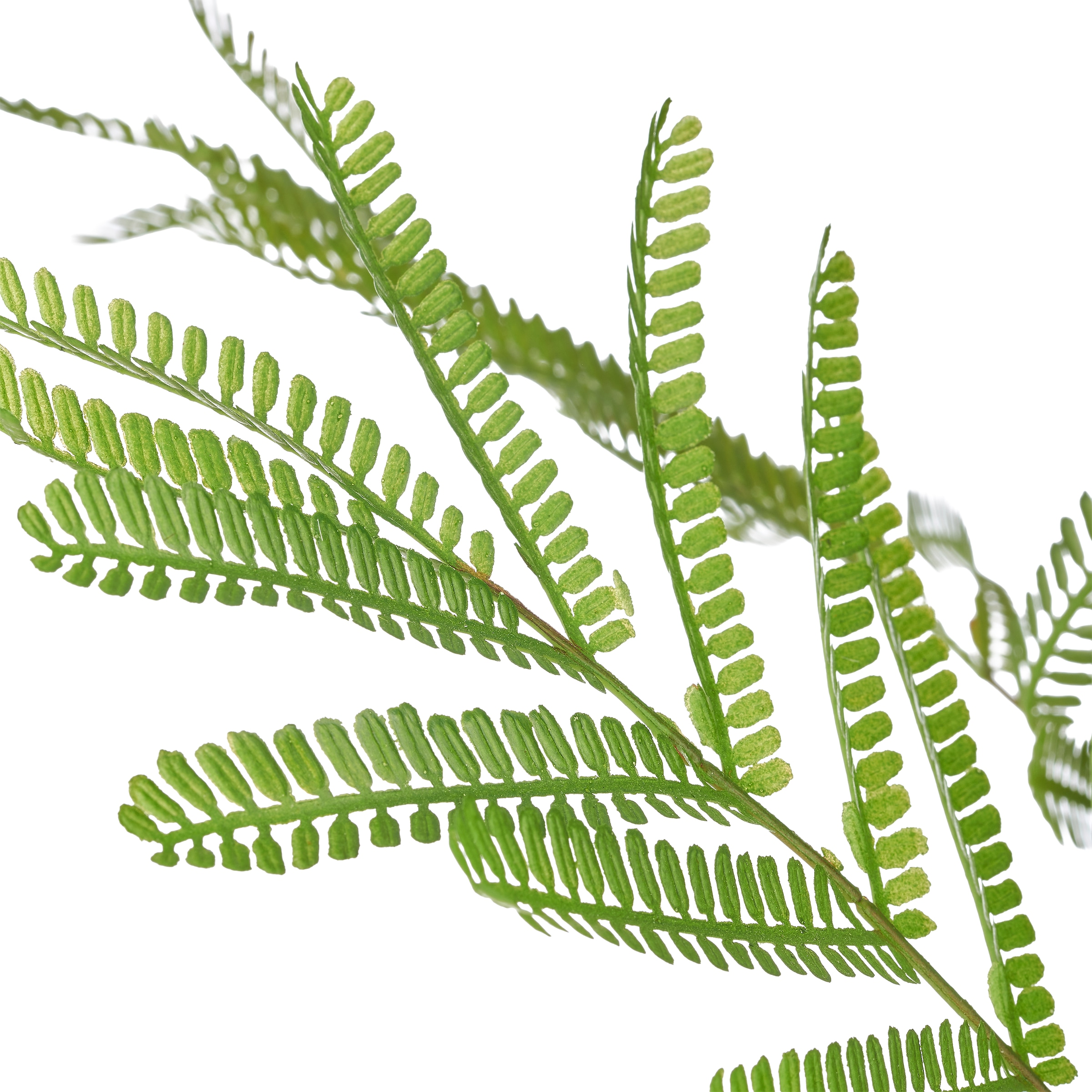 Creativ green Kunstbaum »Jacaranda mimosifolia« mit naturgetreu gestaltetem Blattwerk