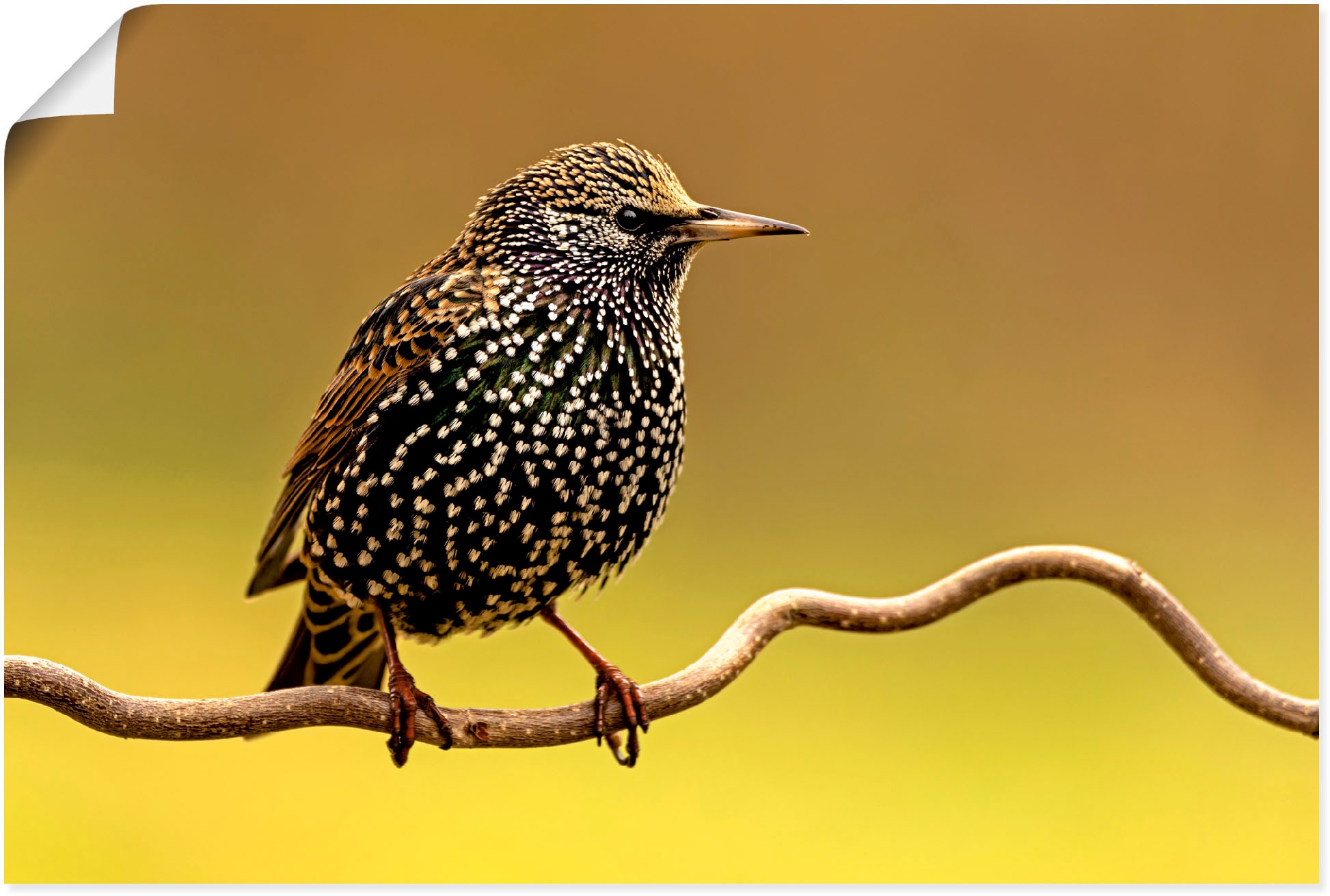 Artland Wandbild "Star", Vogelbilder, (1 St.), als Leinwandbild, Poster in günstig online kaufen