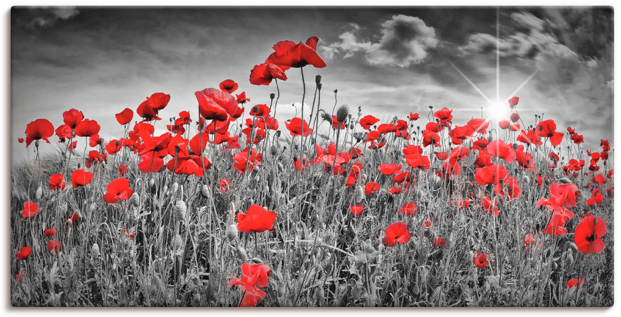 Artland "Idyllisches Mohnblumenfeld mit Sonne" Blumen 1 Stk. tlg. als Alubi günstig online kaufen