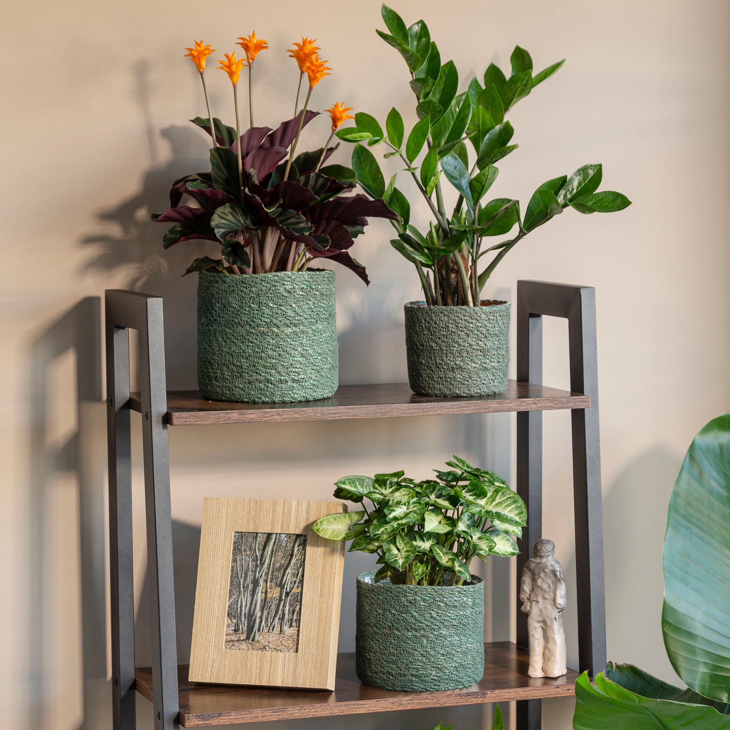 Scheurich Blumentopf »GREEN 19/508«