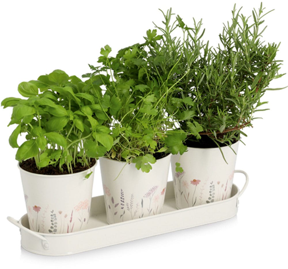 Zeller Present Kräutertopf »Pflanztopf-Set«, (Set, 4 St.), 3 Töpfe & passendes Tablett