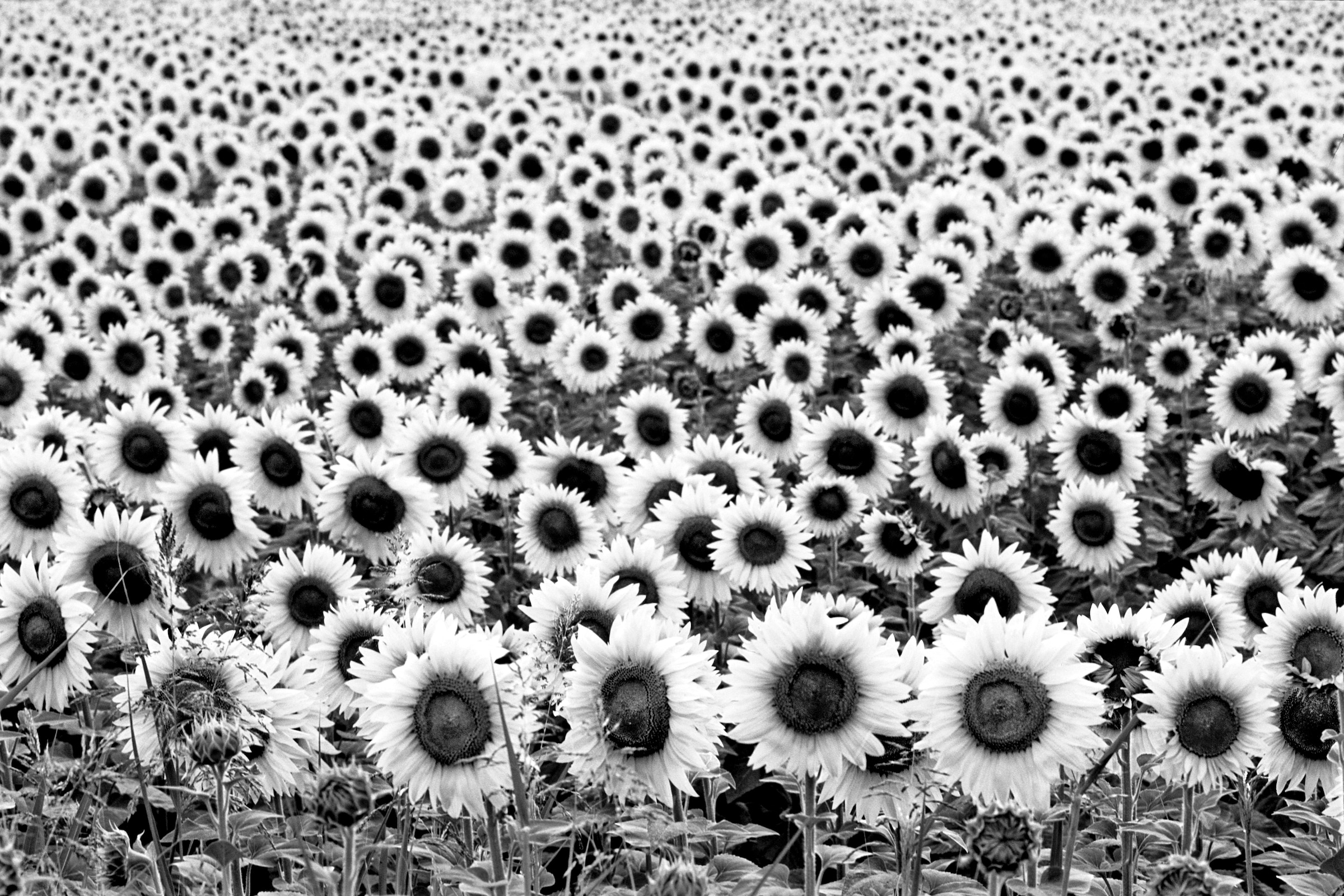 Papermoon "Sonnenblumen Schwarz & Weiß"
