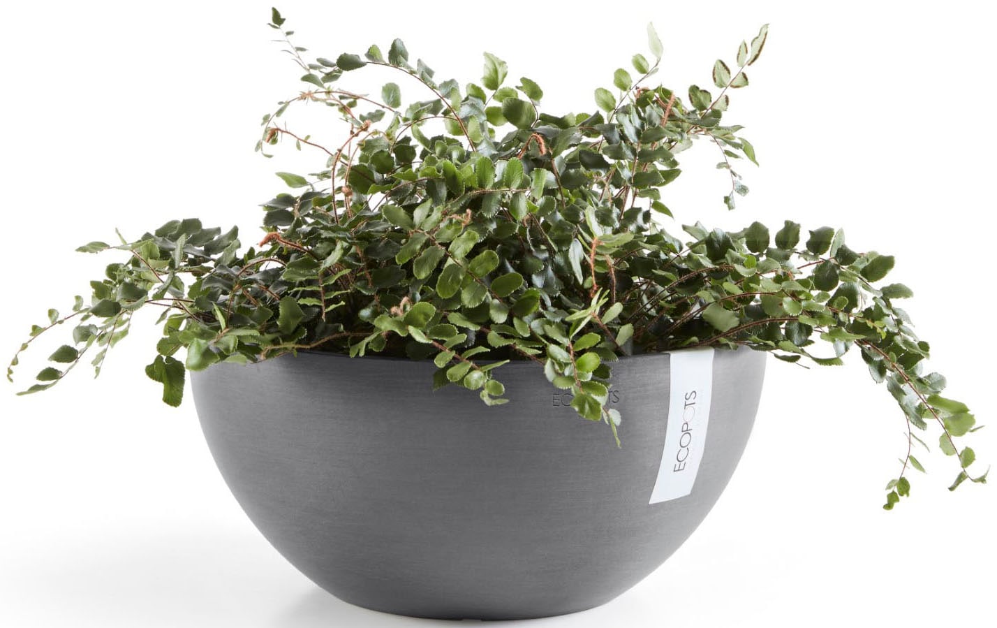 ECOPOTS Blumentopf »BRUSSELS Grey« BxTxH: 25x25x12 cm