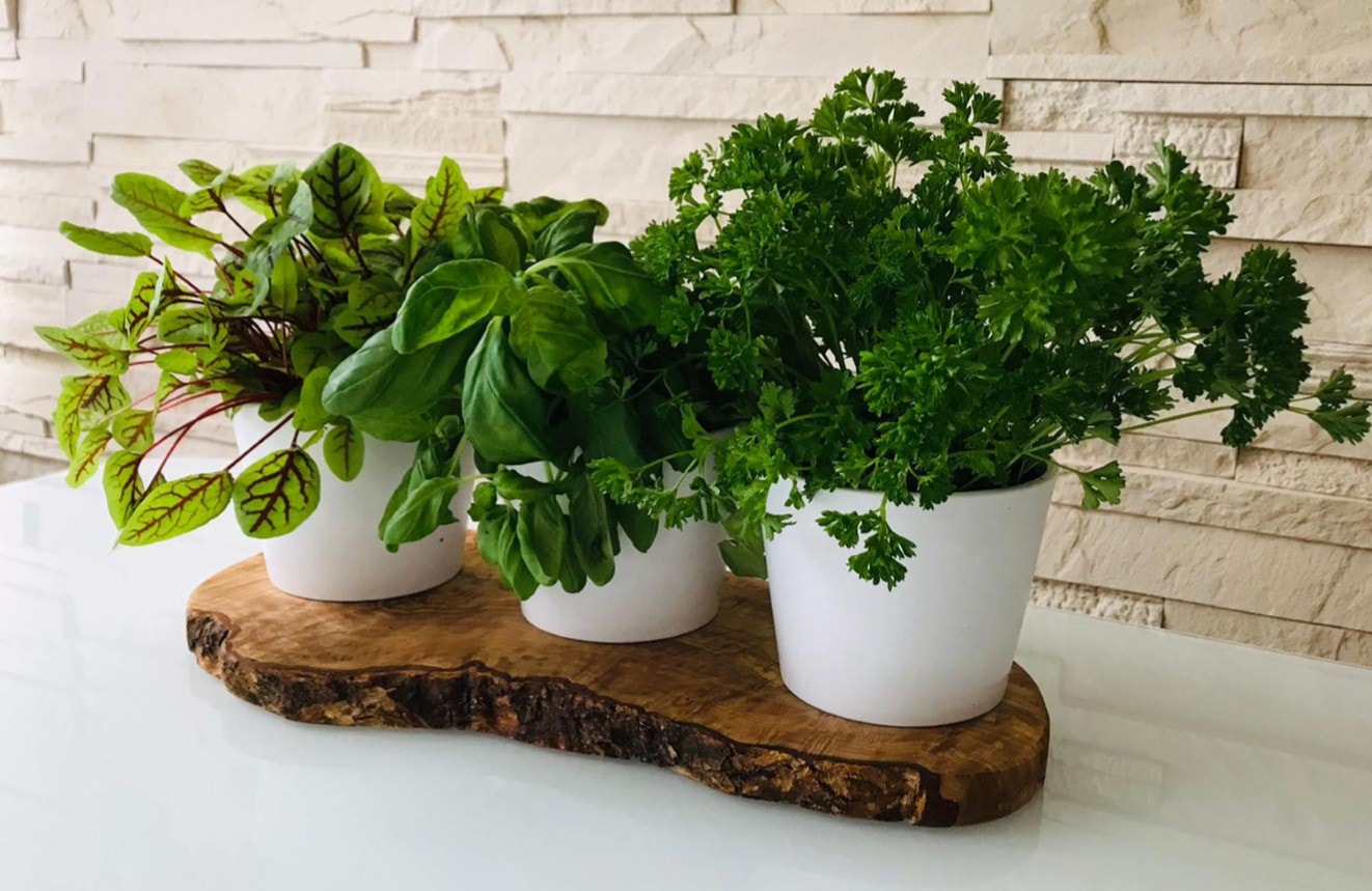 Olivenholz-erleben Kräuterbeet »3er Kräuterstation auf Olivenholz-Sockel«, (Set, 4 St., 1x Olivenholzbrett, 3x Keramikübertöpfe, plus Überraschung), elegante Keramikübertöpfe, perfekt für direktes Einsetzen von Kräutern