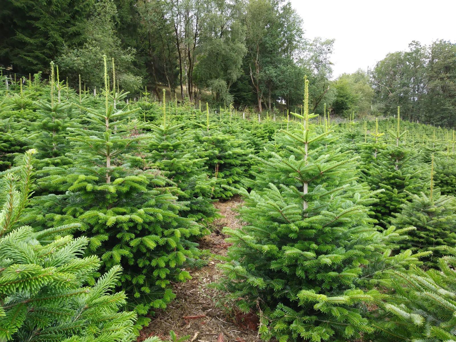 Weihnachtsbaum Guru Echter Weihnachtsbaum »Nordmanntanne, Weihnachtsdeko«, Nordmanntanne, zum Aufstellen