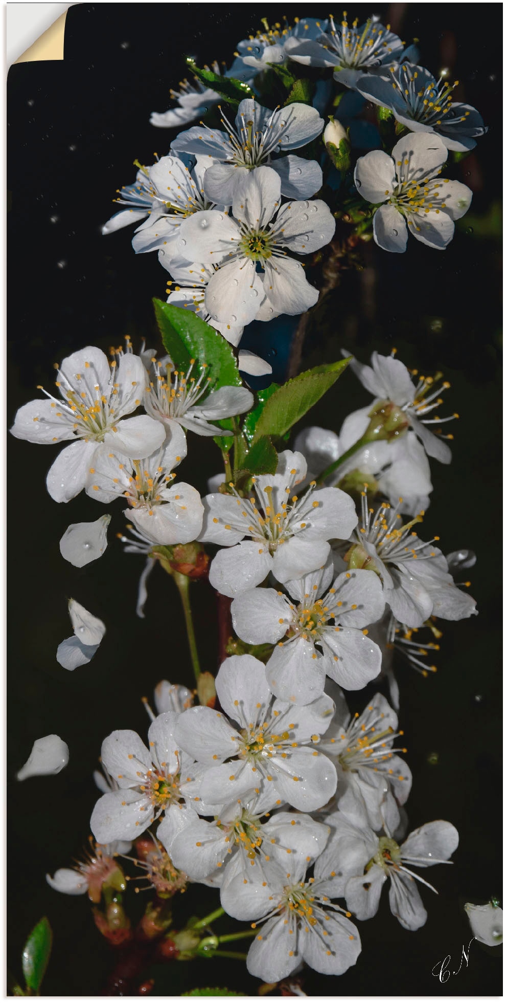 Black Friday Artland Wandbild Baumbl Te Blumen St Als