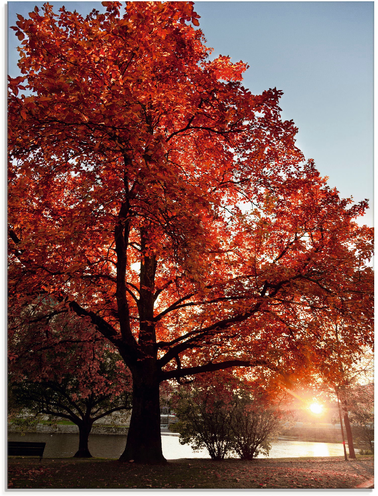 Artland Glasbild "Herbstbaum", Bäume, (1 St.), in verschiedenen Größen