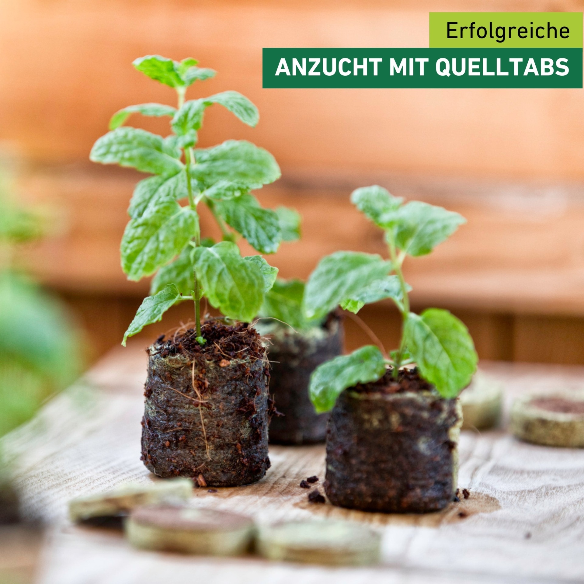 Windhager Anzucht- und Kräutererde »Quelltabs 50 Stk. aus natürlichem Kokos« Anzucht Quelltabs torffrei mit feinmaschigem Netz, 3,5 cm