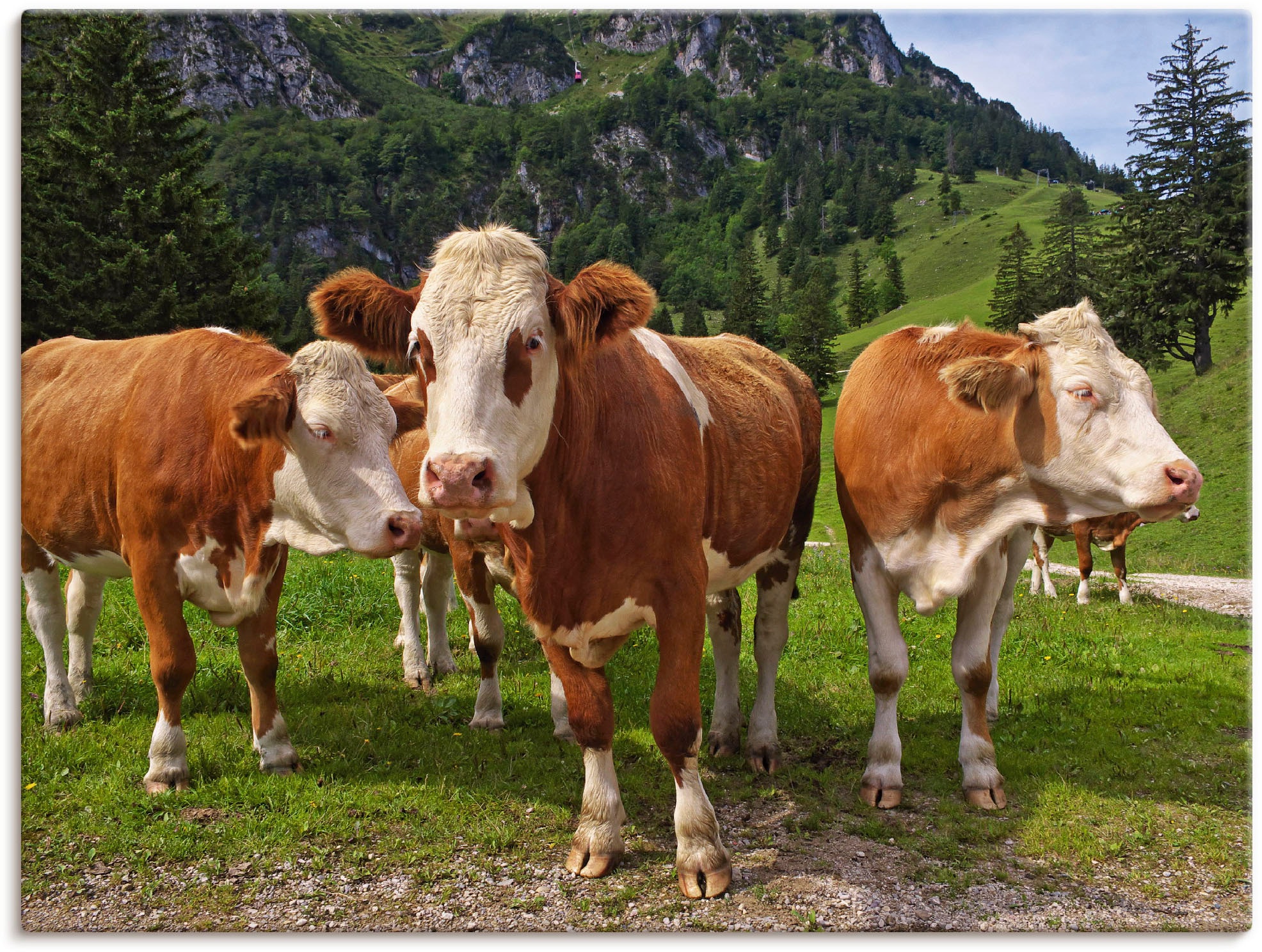 Artland Leinwandbild "Bayerische Kühe", Haustiere, (1 St.), auf Keilrahmen gespannt