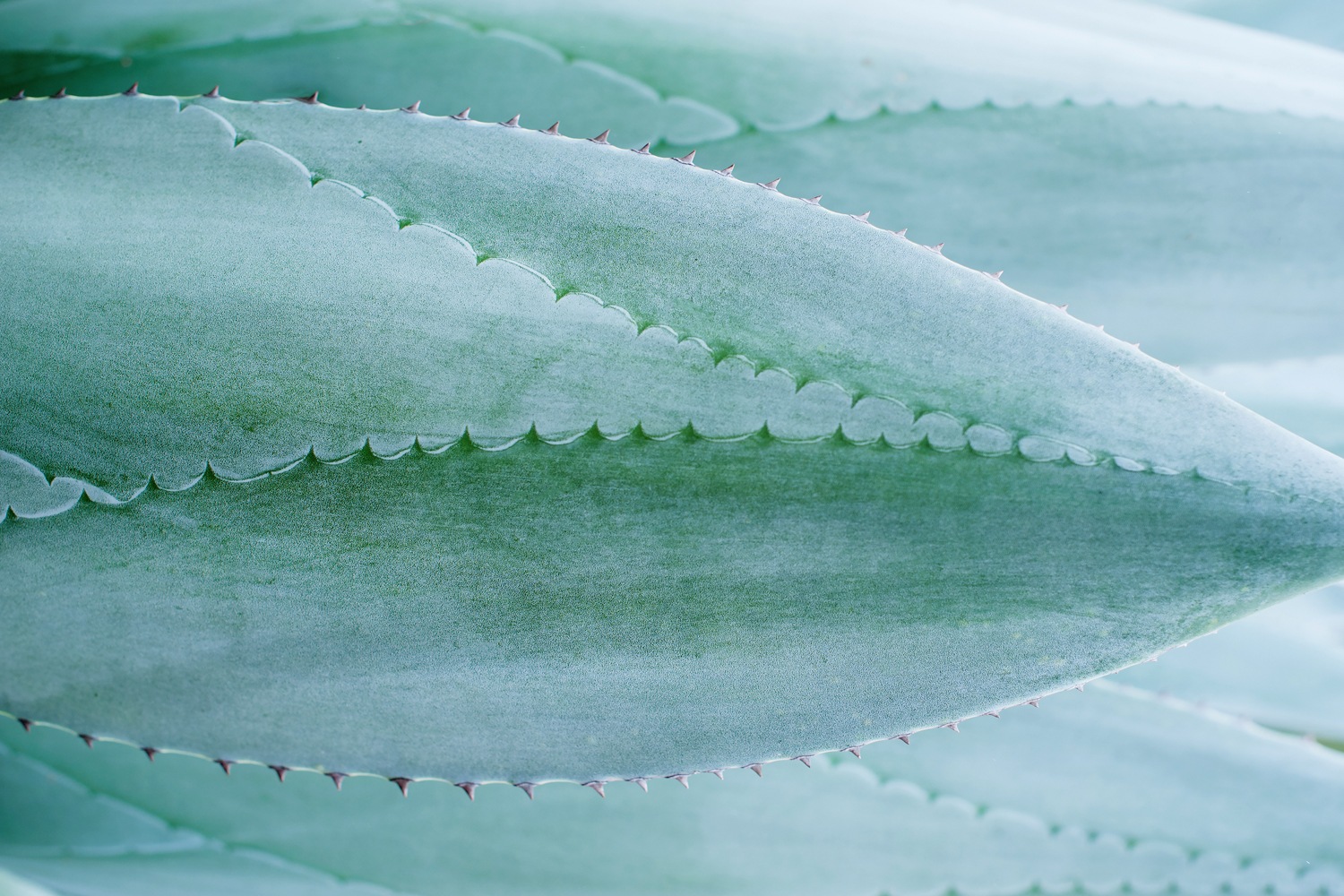 queence Leinwandbild "Vera" Pflanzen  Pflanzenbilder 1 Stk. tlg. mit sehr g günstig online kaufen