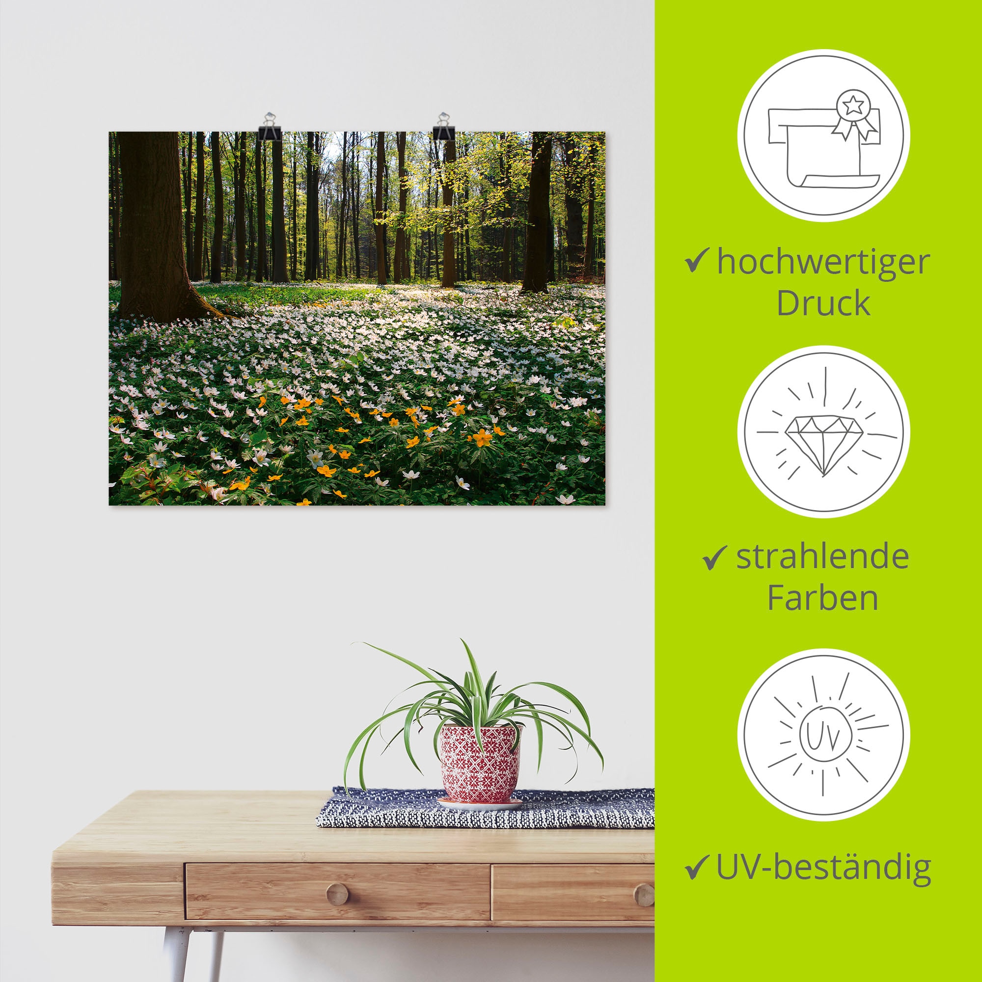 Artland Wandbild »Frühlingswald bedeckt mit Windröschen« Wald 1 Stk. tlg. als Leinwandbild, Poster in verschied. Größen